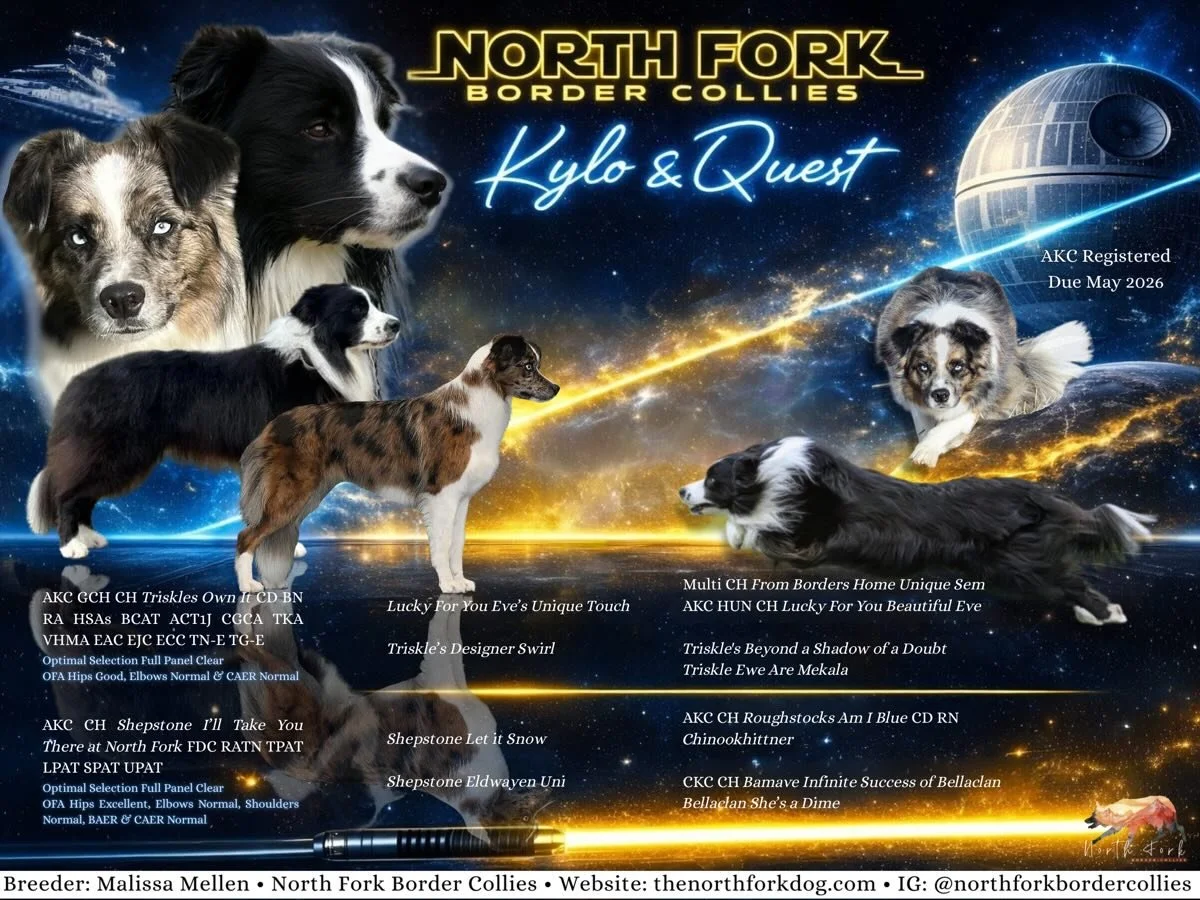 Coming soon&hellip;

I am thrilled to announce that Quest&rsquo;s ultrasound confirmed puppies yesterday! 🐾 

Kylo x Quest due May 2026. 

Kylo has been one of my all time favorite border collies that I have had the privilege to meet in person on mo