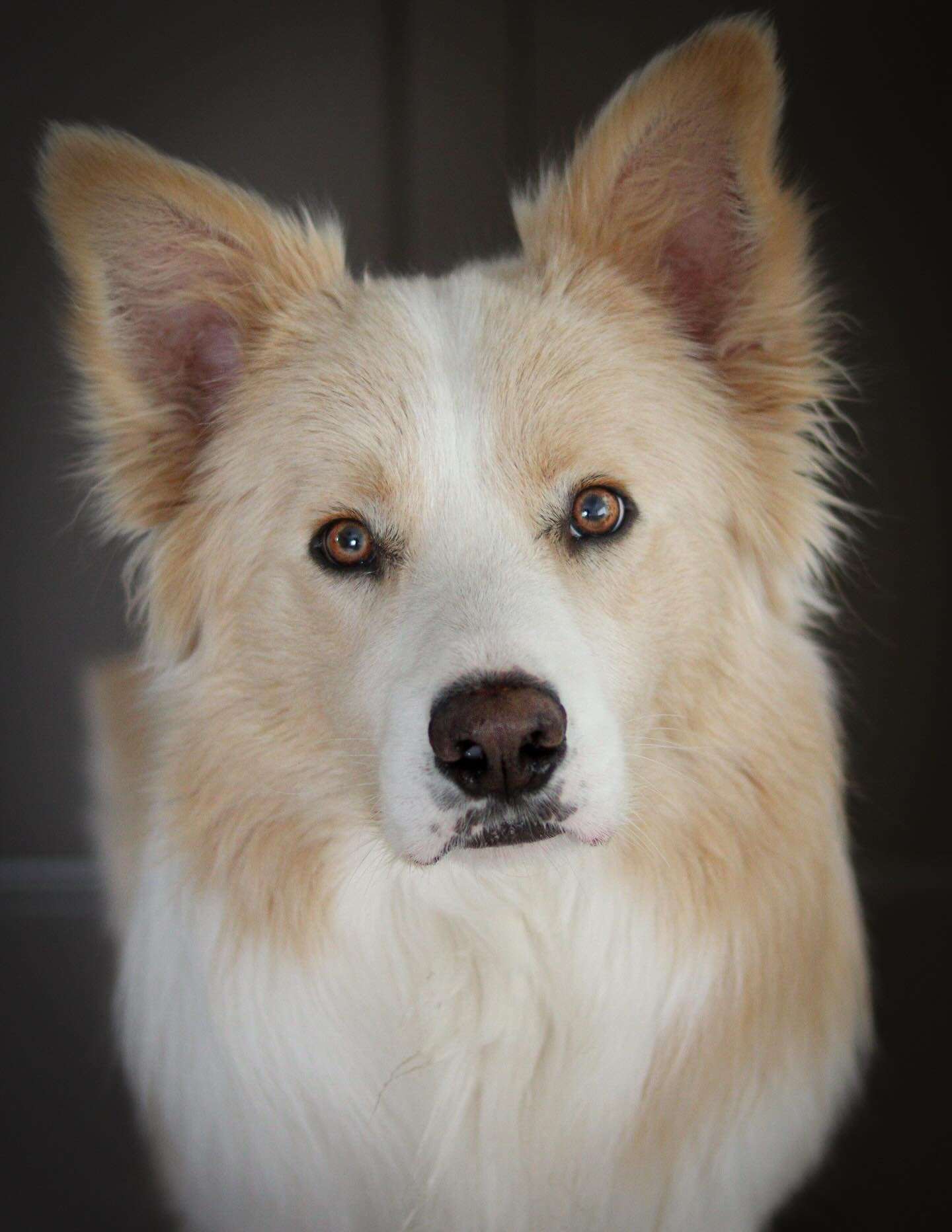 Shep

IntCH AKC CH POA Omegamtn Gilded Spirit Over Ewe BCAT RATN CGC TKN

5.1.24 | Gold male (merle)
Optimal Selection Fully Clear
OFA Prelim Hips Good | Elbows Normal | Eyes Normal