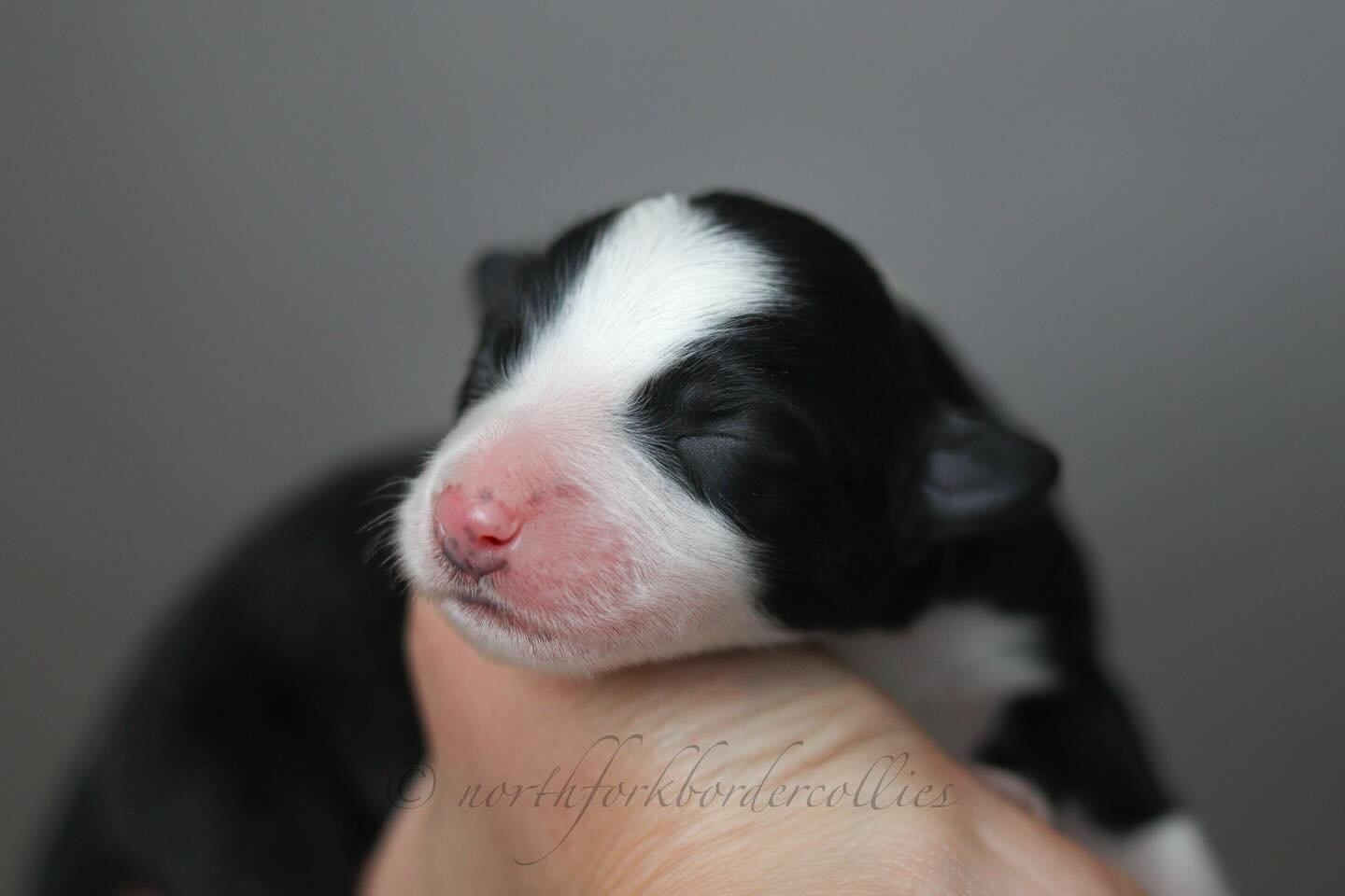 Introducing the Star Wars litter by Kylo and out of Quest born 4.29.26.

Force 🤍
Rebel 🤍
Sith 🤍
Jedi 🤍
Falcon 🖤
Saber 🖤

Six lovely puppies made their way into the world last night. Four solid females and two merle males. Quest did an amazing j