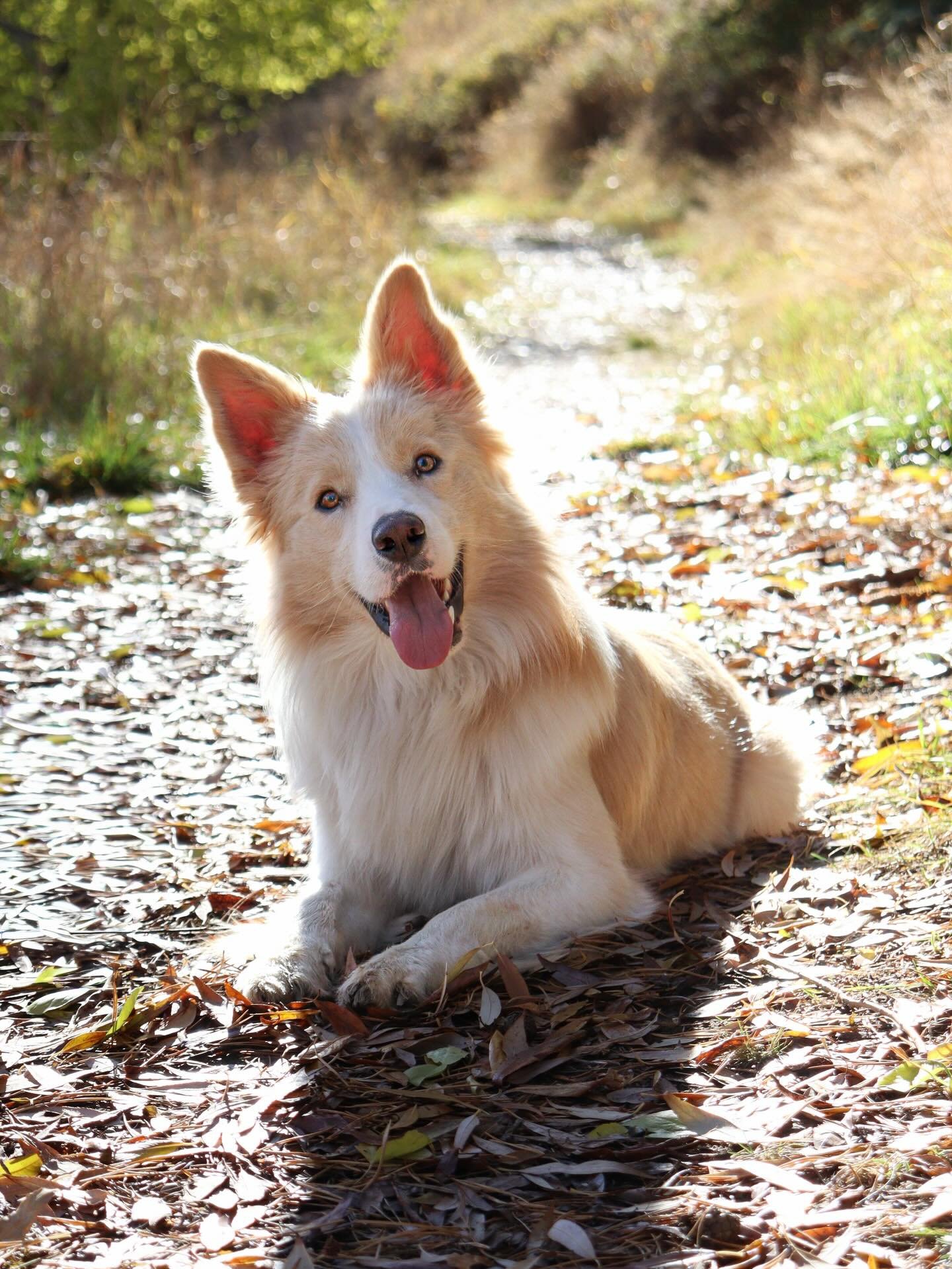 Happy 2nd Birthday to my perfect golden boy!