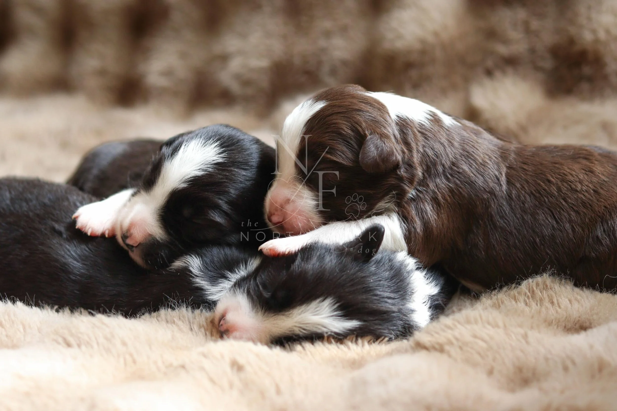 The girls || Jedi, Sith, Rebel &amp; Force

The Star Wars litter
Kylo x Quest
4.29.26