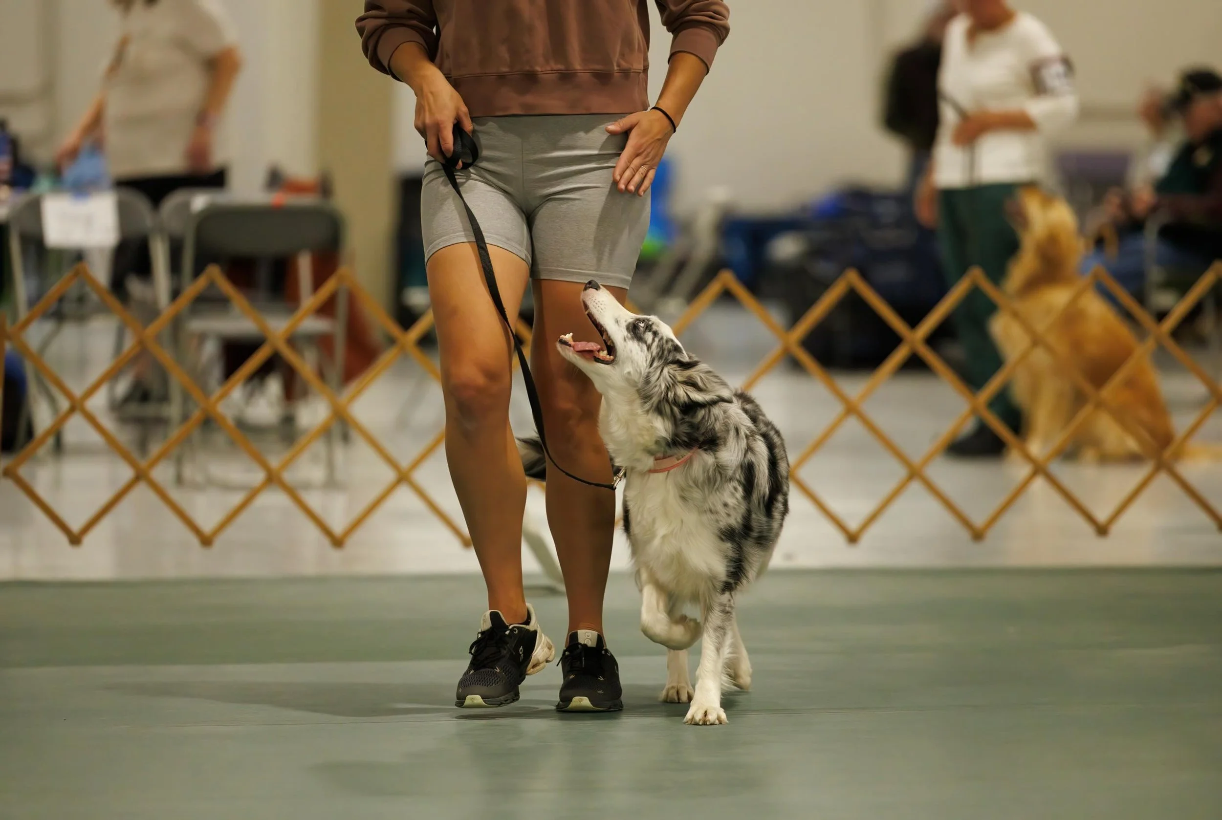 Get yourself a dog who looks at you the way Ekko looks at me in rally. 🫶🏽

HML Ekko HIAs HSAs CGC RATN TKA DJ FCAT ✨RA✨ 

Over the weekend, Ekko earned her AKC rally advanced title while in Missoula. These photos are from Spokane during the Memoria