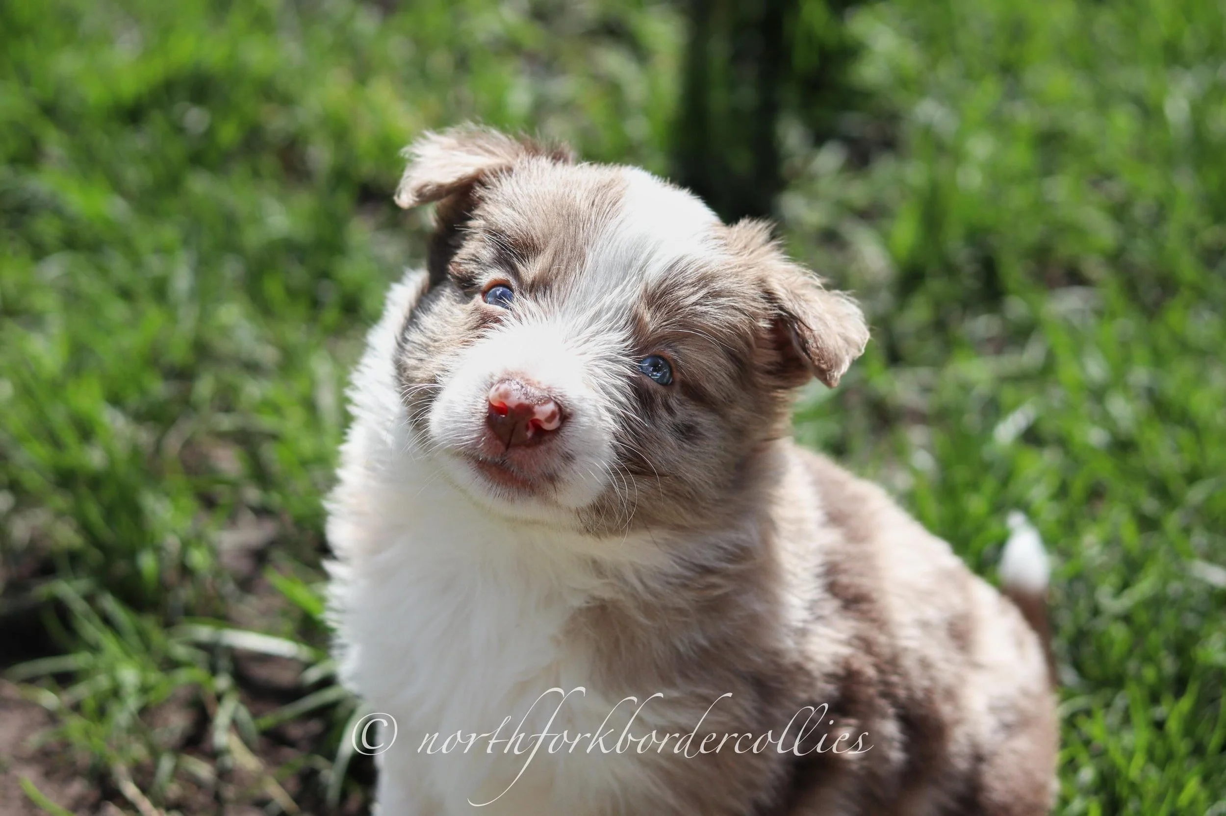 Five weeks old 🐾 

The Star Wars Litter
Kylo x Quest
4.29.26

In photo order:
Falcon - red merle male
Sith - black and white female
Jedi - red and white female 
Force - seal female 
Saber - blue merle male 
Rebel - ghost tri female

All of these lov
