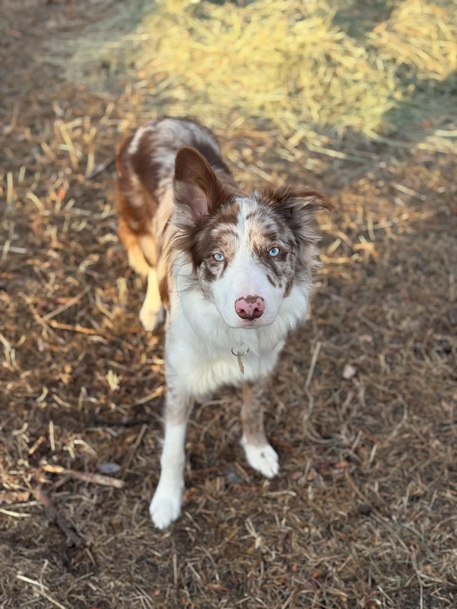 Ode (now Cricket) - 1 year old
