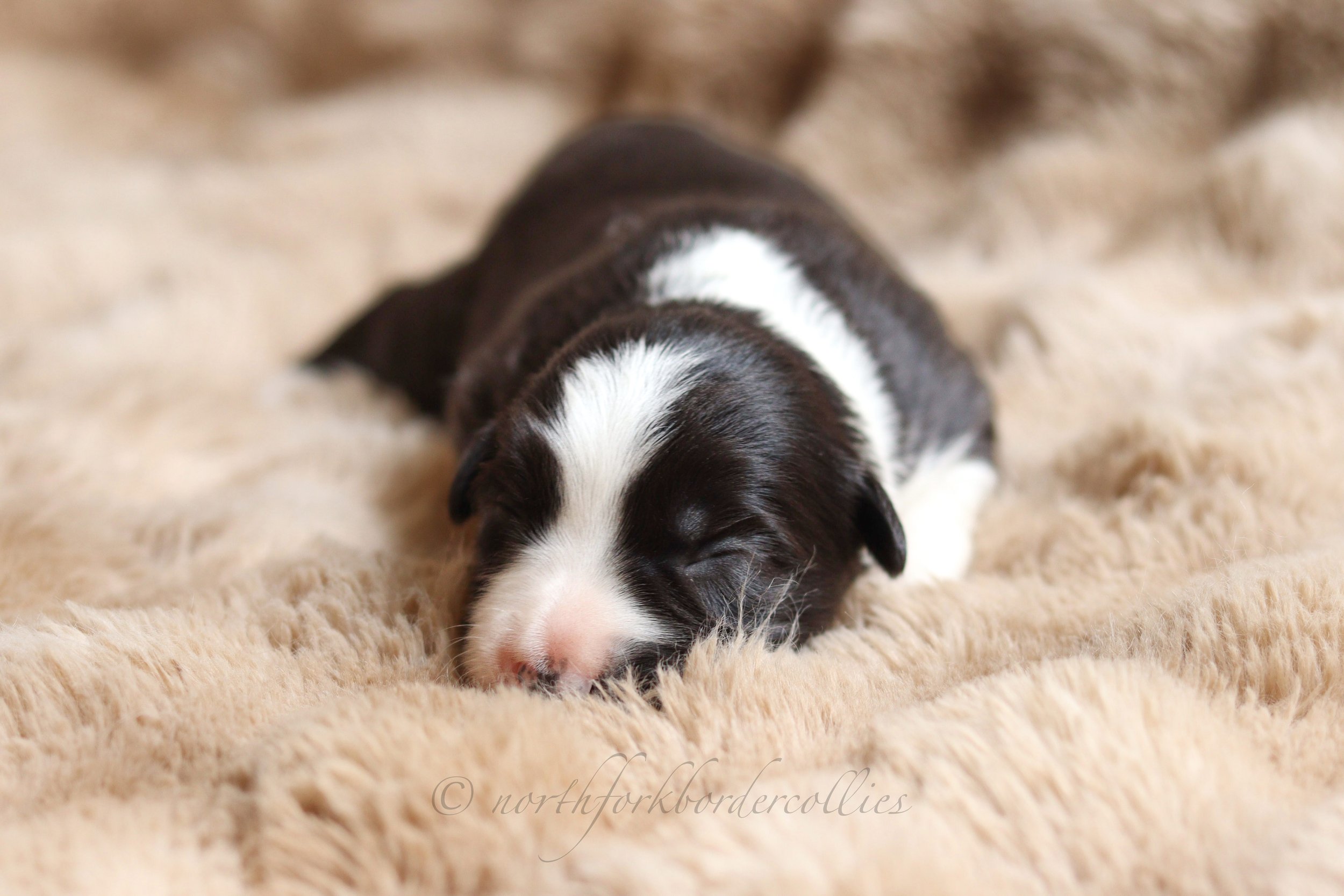 Sith - female - 1 week old