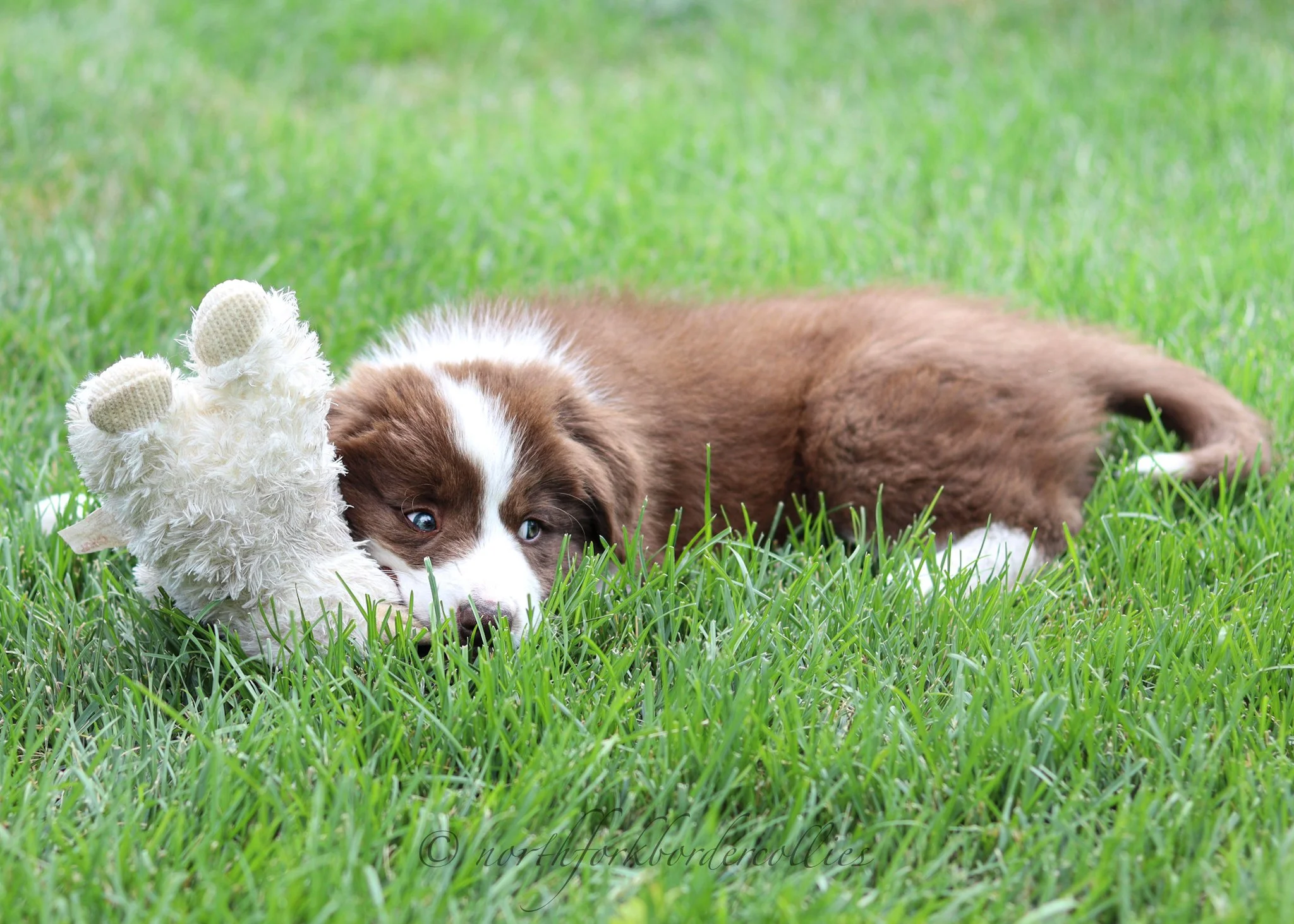 8 weeks old