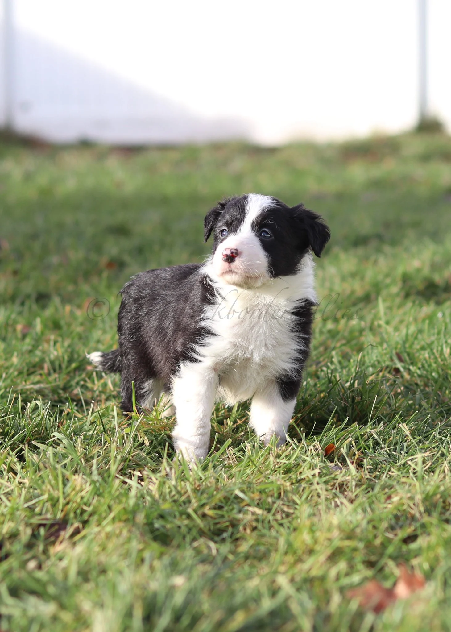 Jinx - black and white female - 5 weeks old