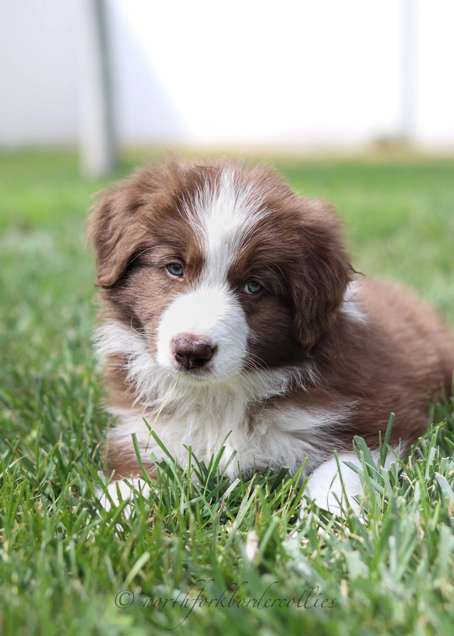 7 weeks old