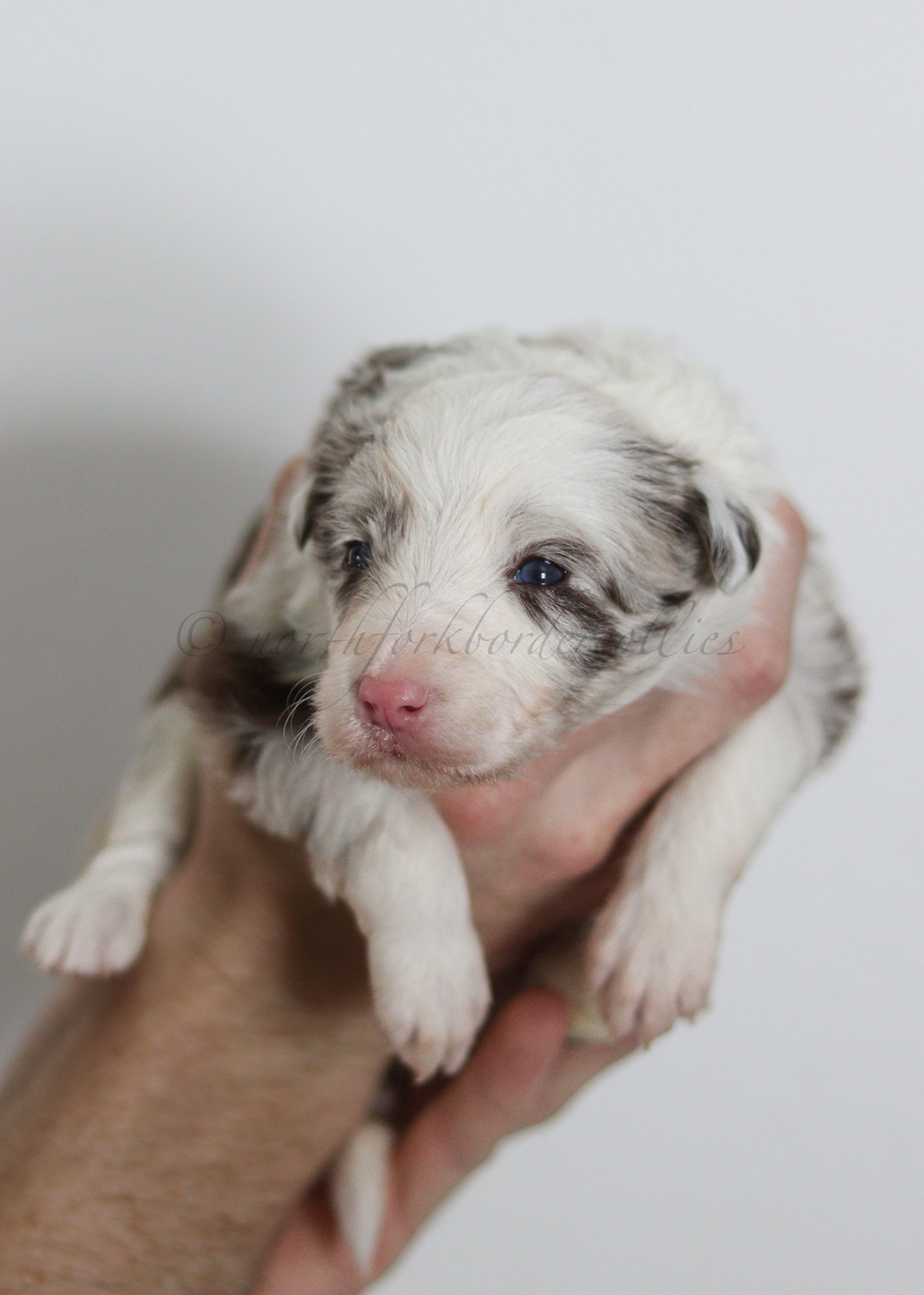 Poppy - red merle female - 3 weeks old