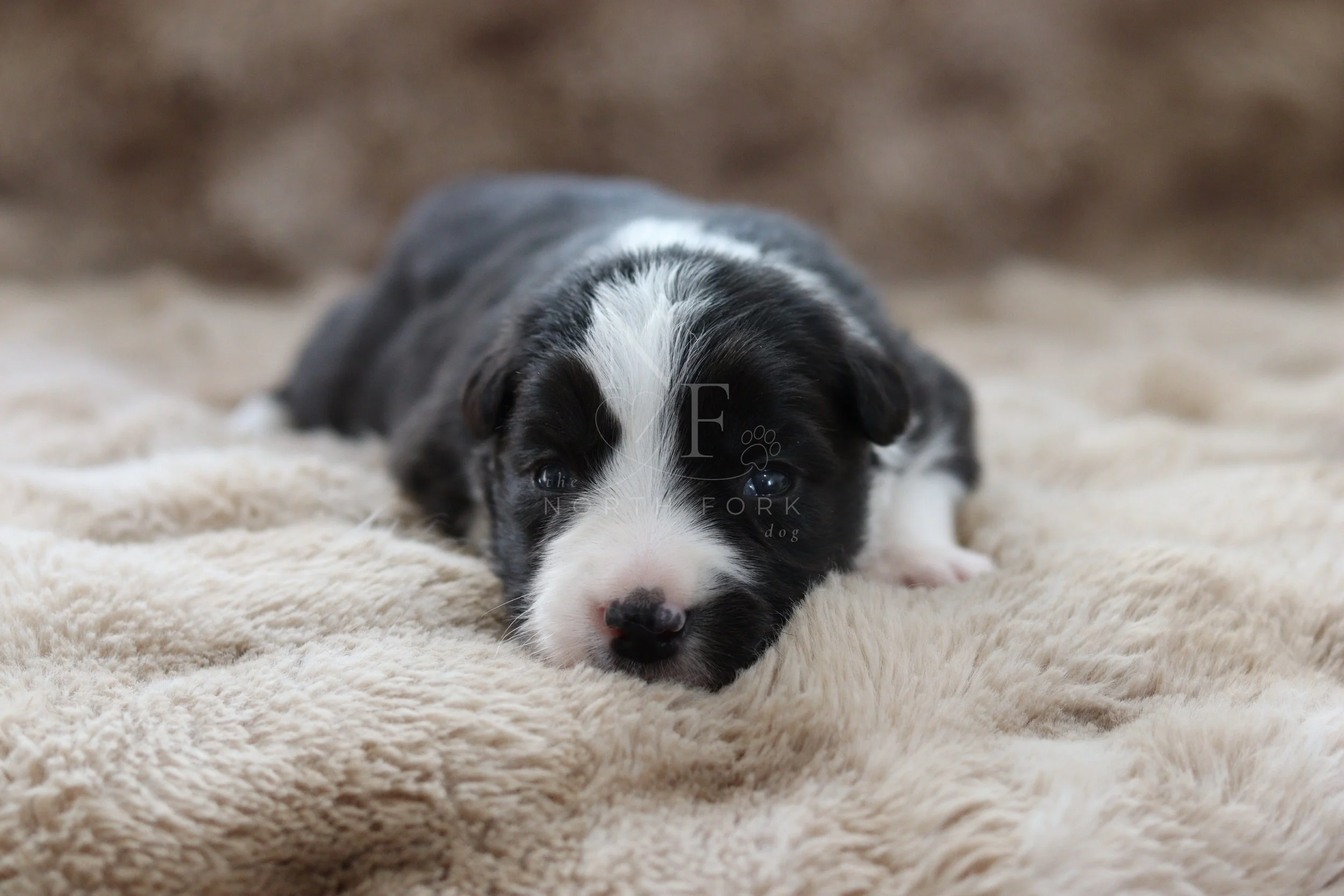 Sith - female - 2 weeks old