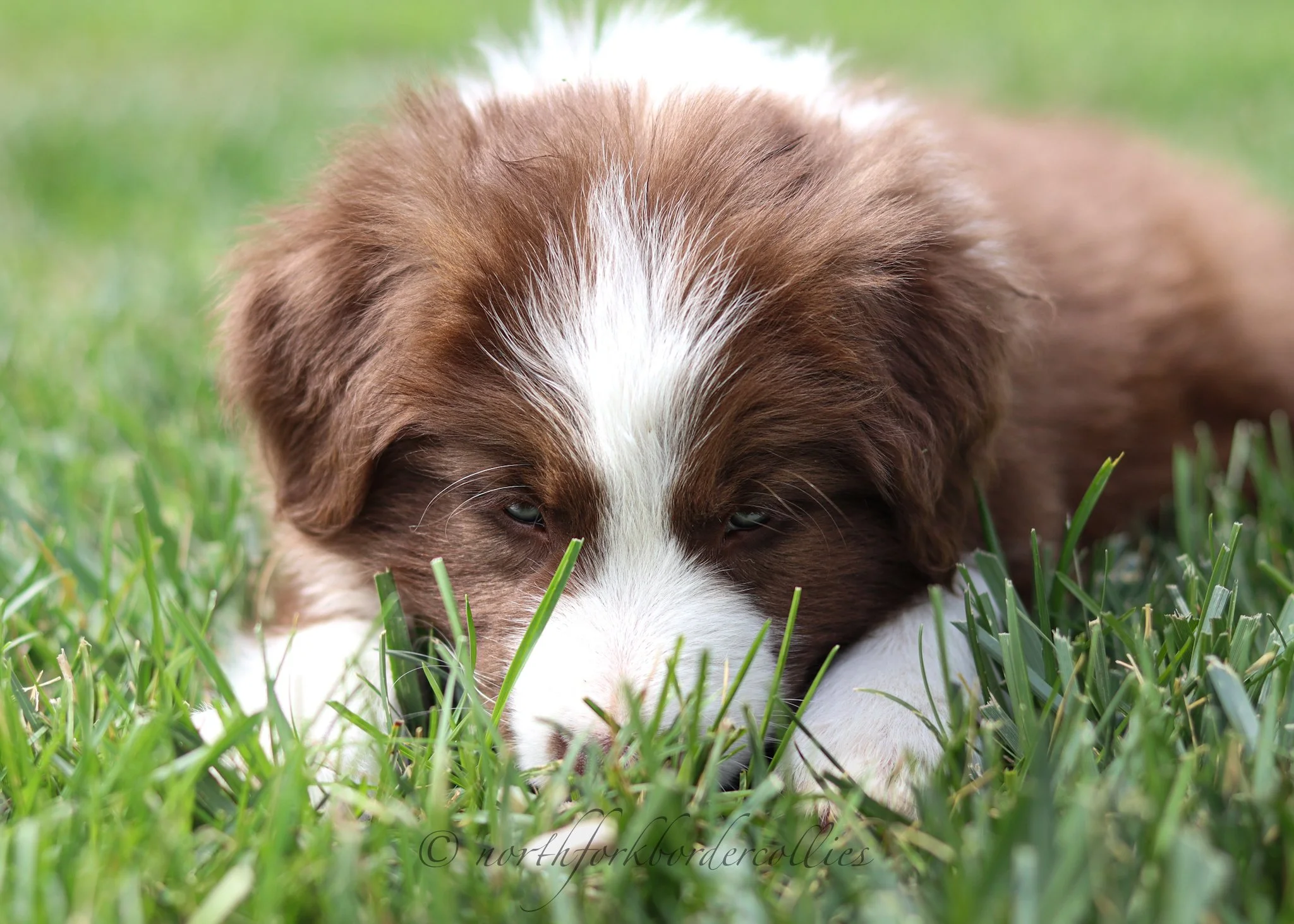 7 weeks old