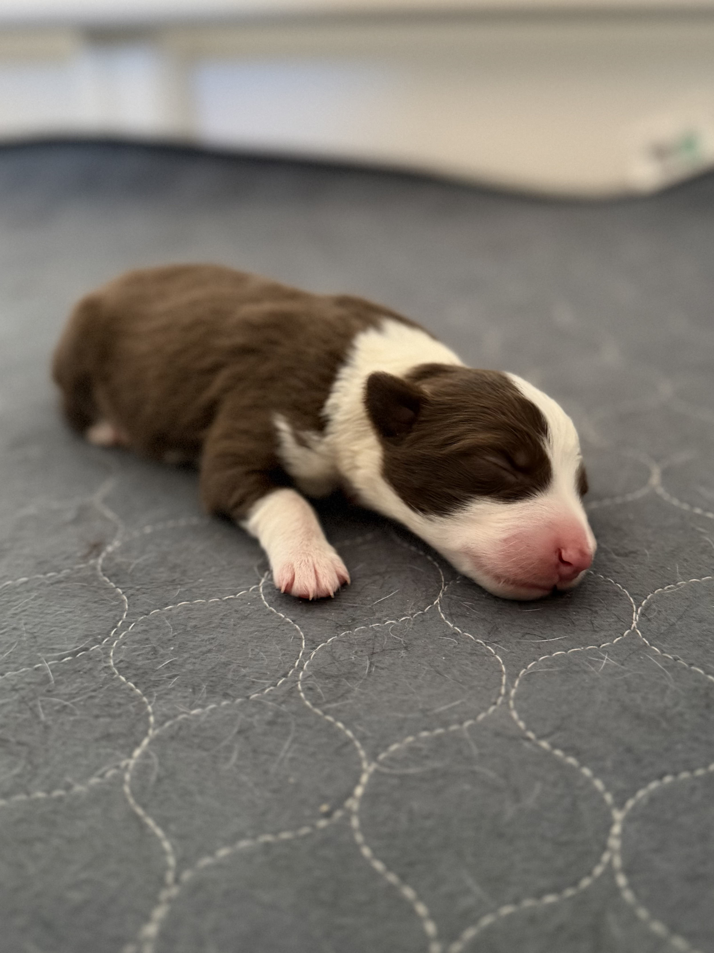 Relic - red and white female - 3 days old