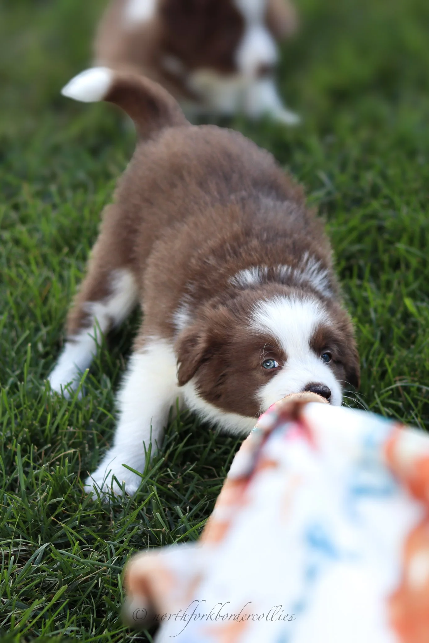 6 weeks old