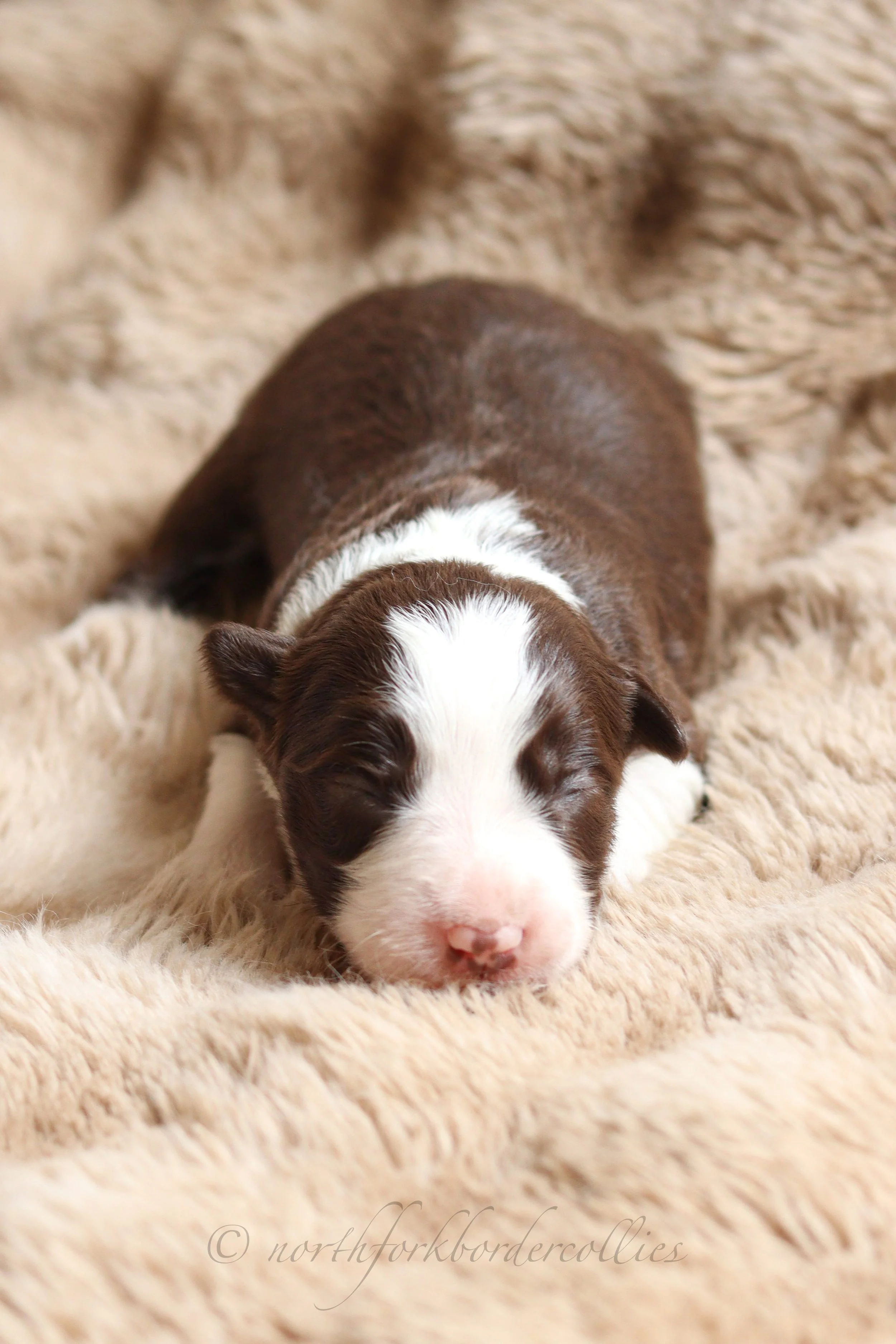 Jedi - female - 1 week old