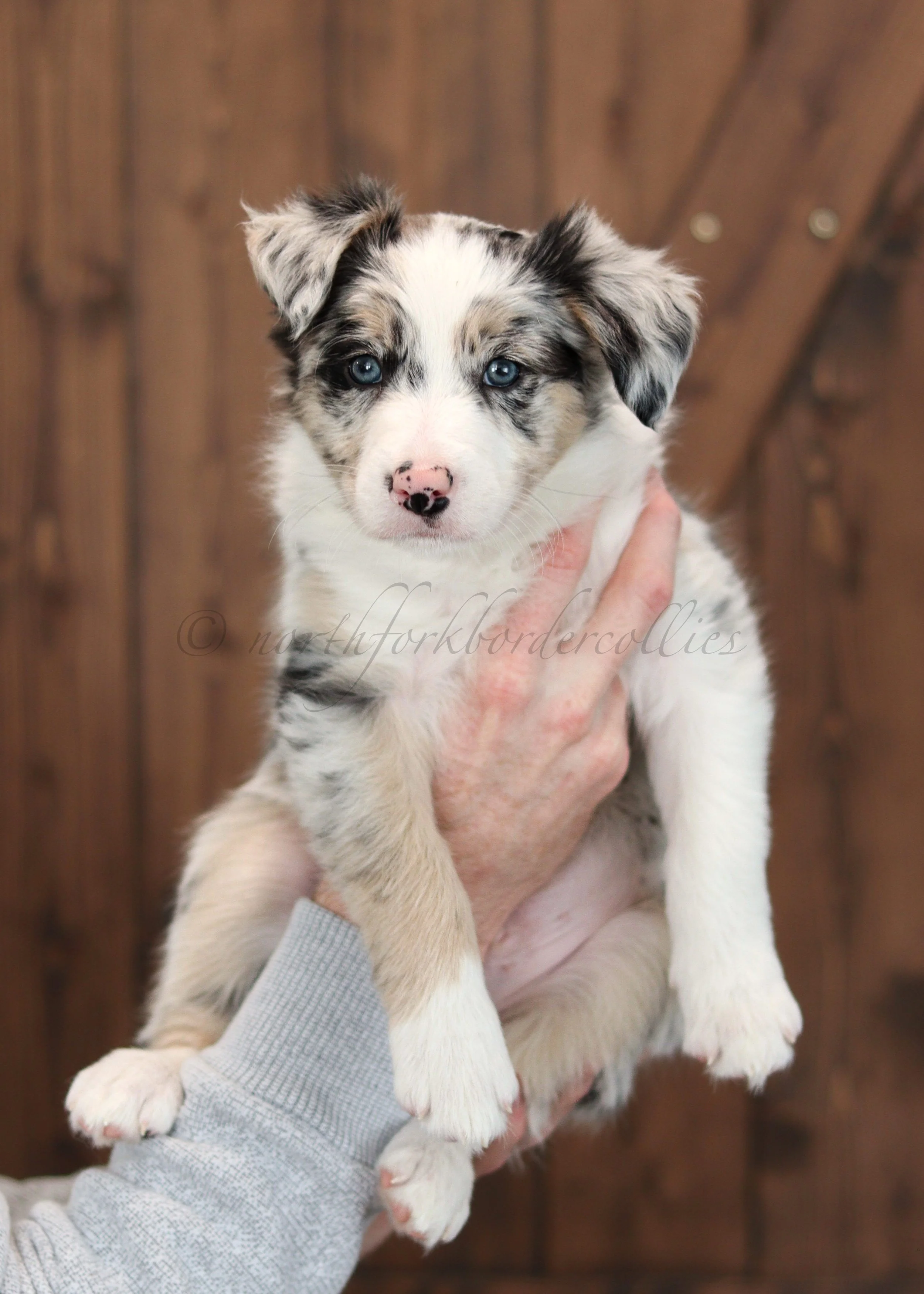 Ornn - blue merle tri male - 7 weeks old