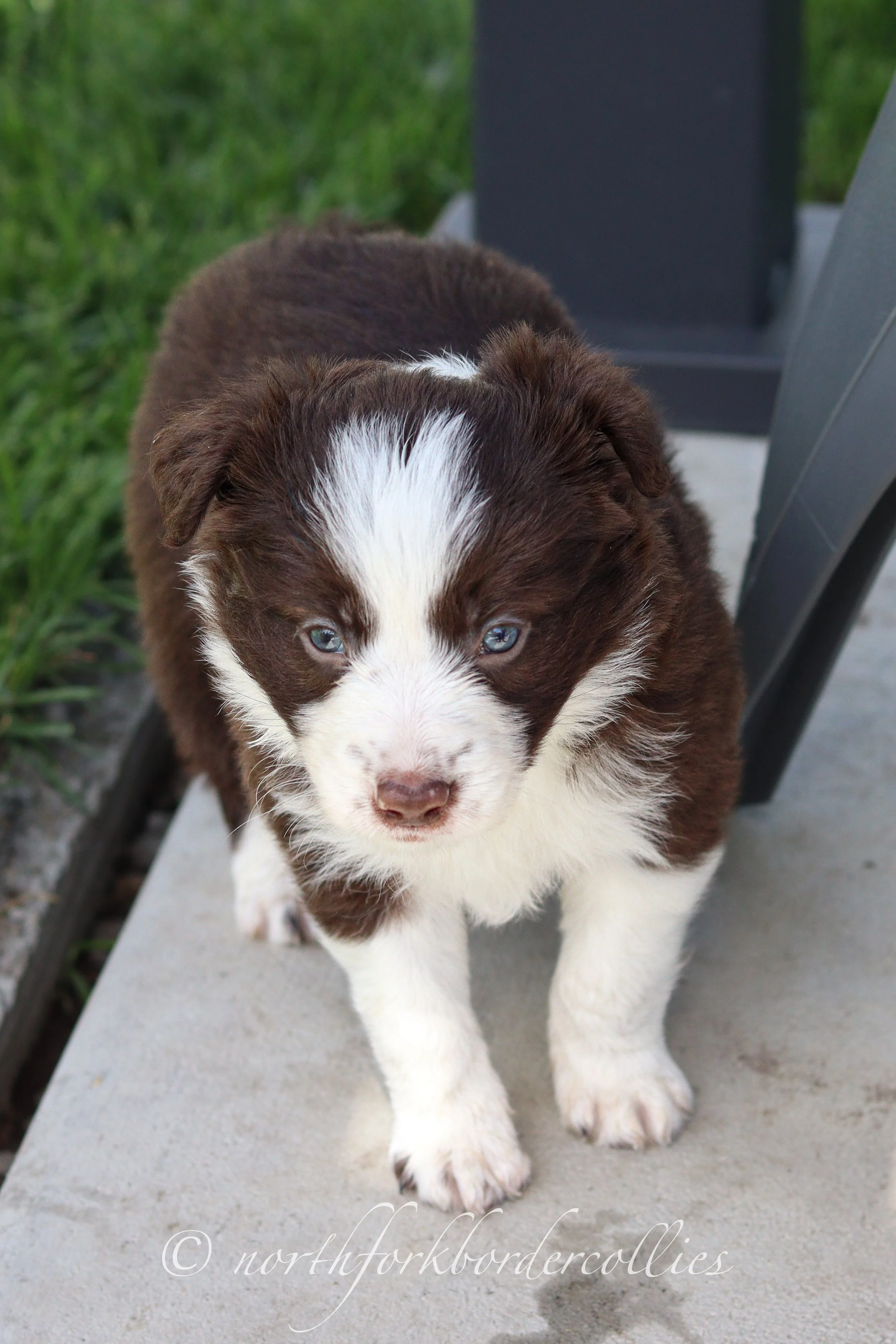 Jedi - female - 5 weeks old