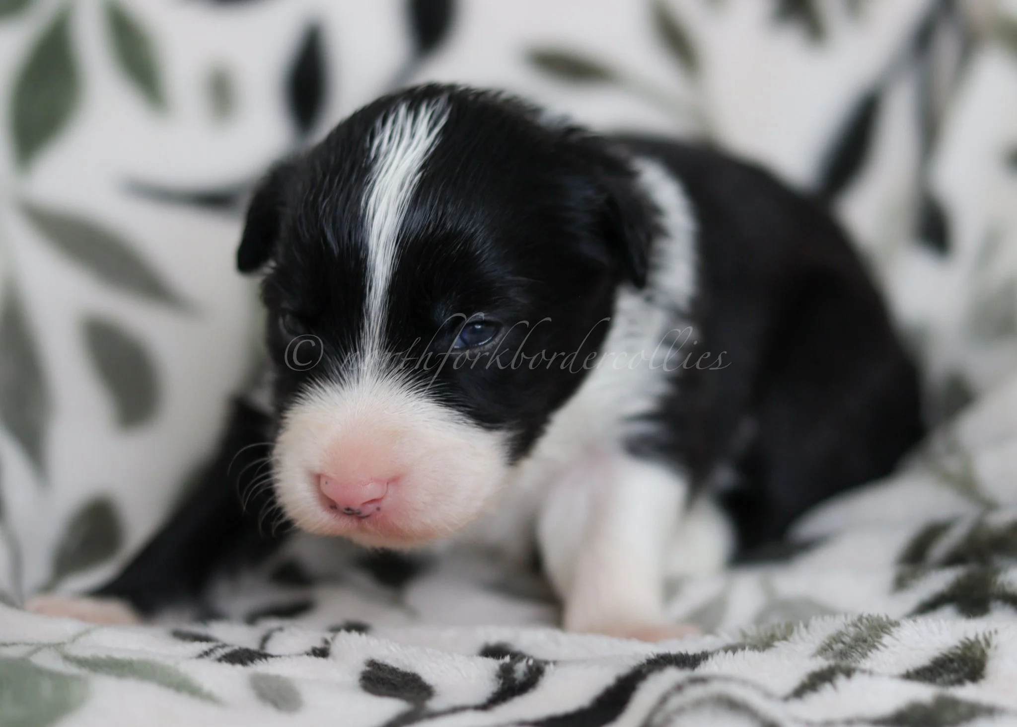Ashe - black and white female - 2 weeks old