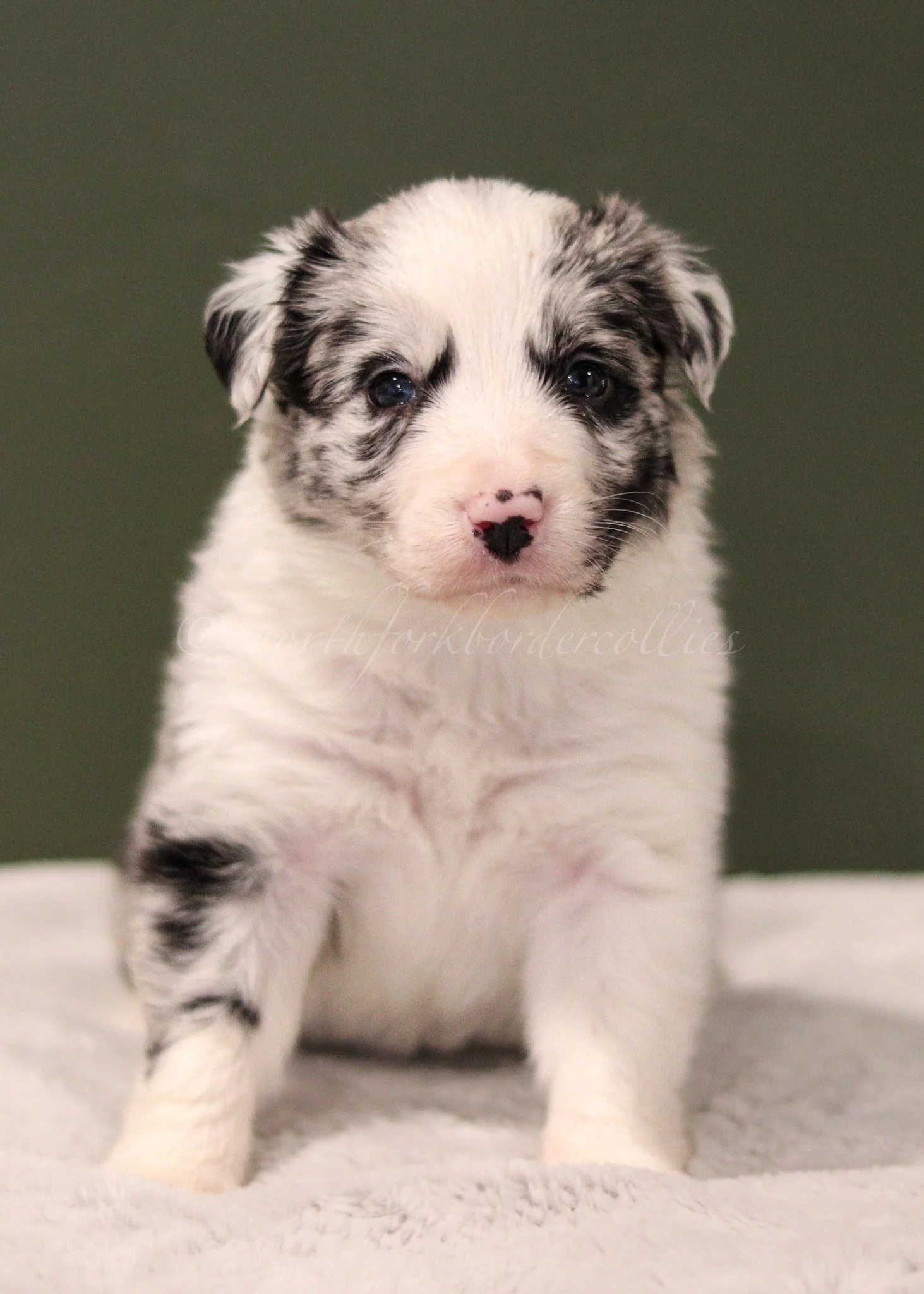 Ryze - blue merle male - 4 weeks old