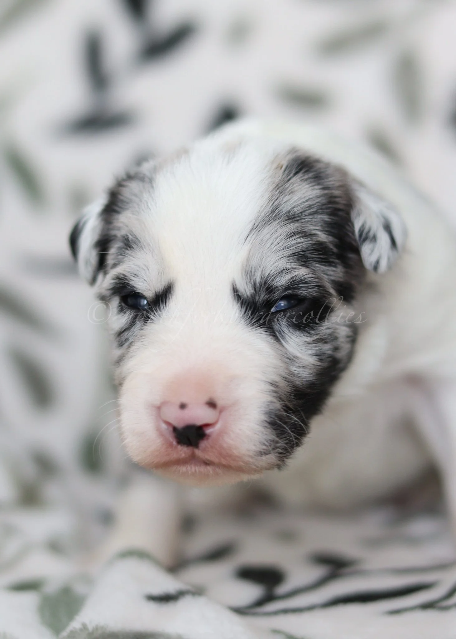 Ryze - blue merle male - 2 weeks old