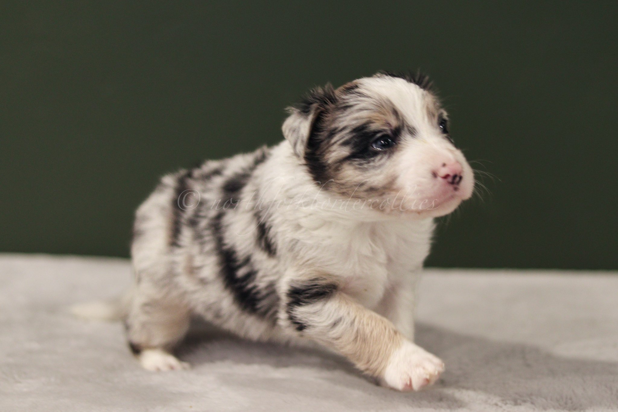 Ornn - blue merle tri male - 4 weeks old
