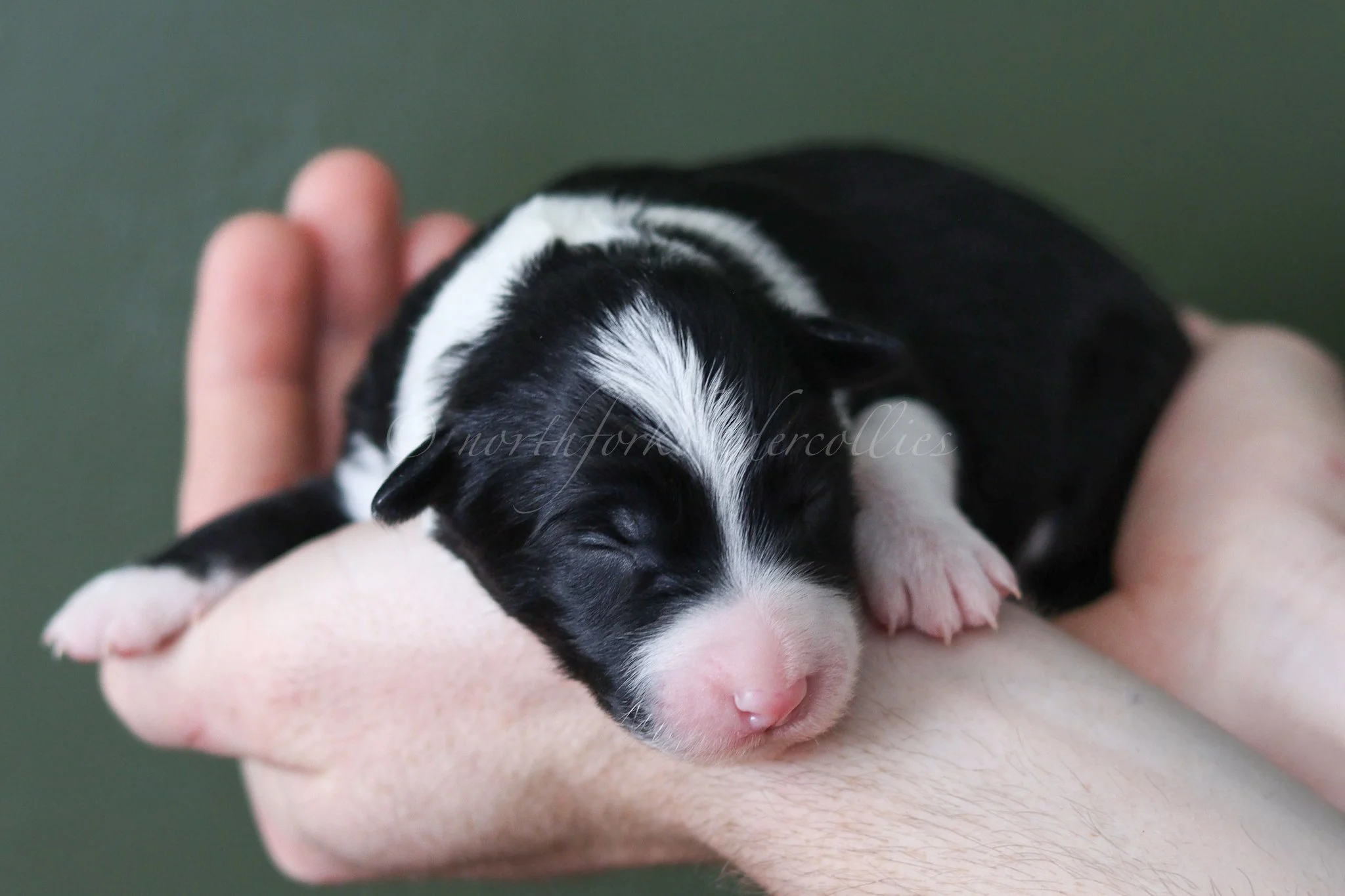 Ashe - black and white female - 1 week old