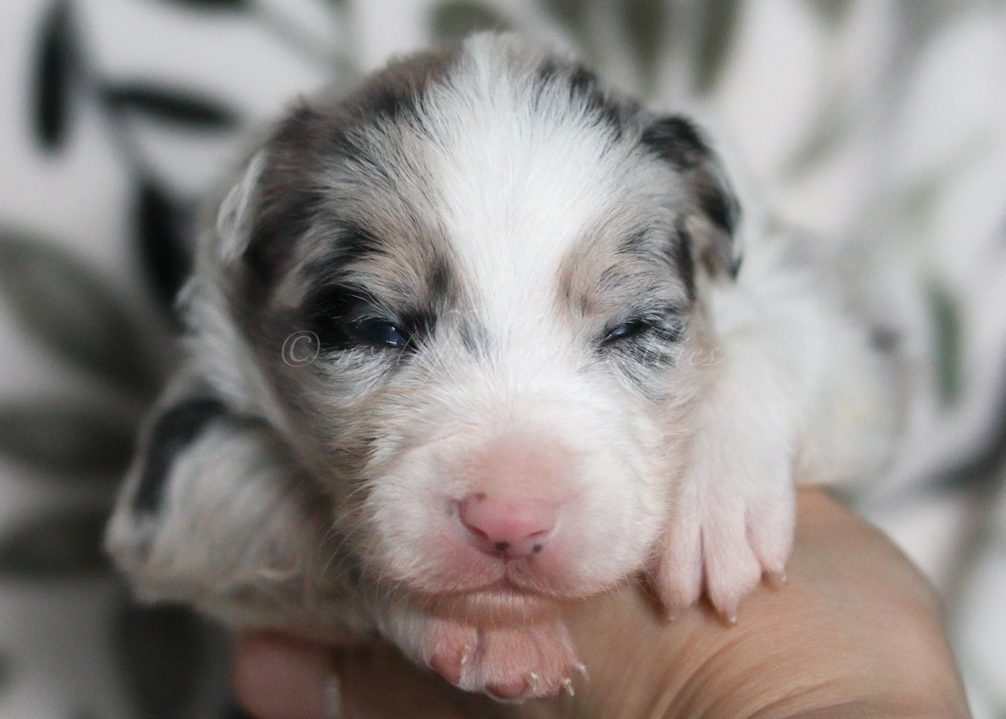 Ornn - blue merle tri male - 2 weeks old