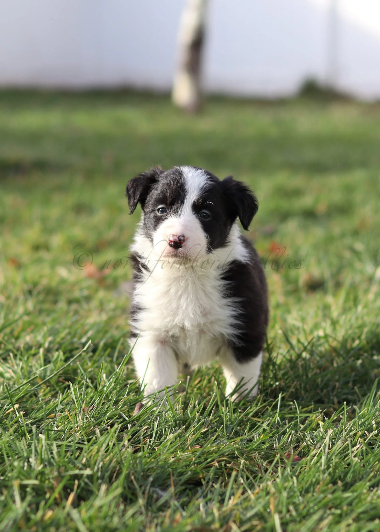 Jinx - black and white female - 5 weeks old