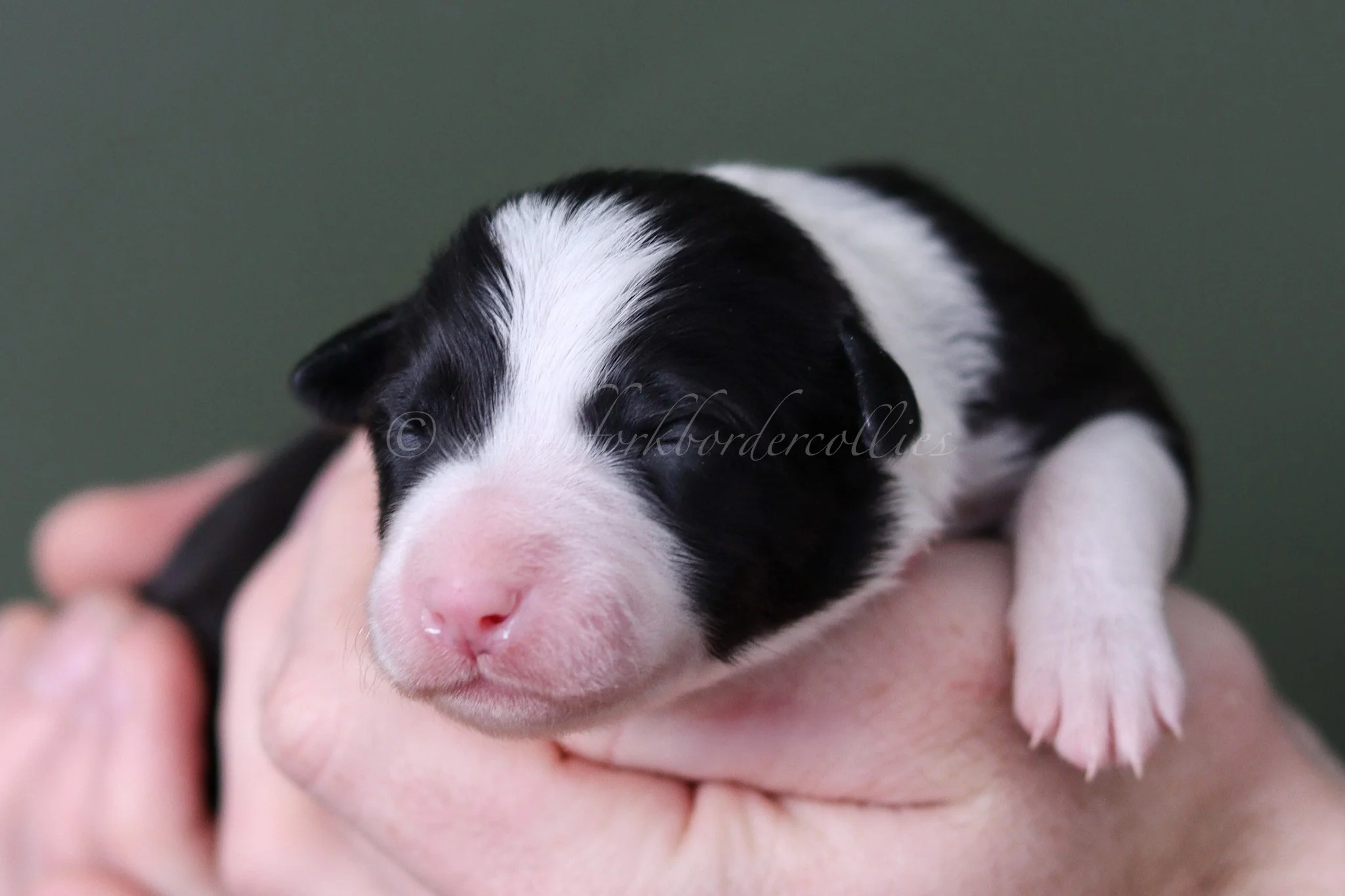 Jinx - black and white female - 1 week old