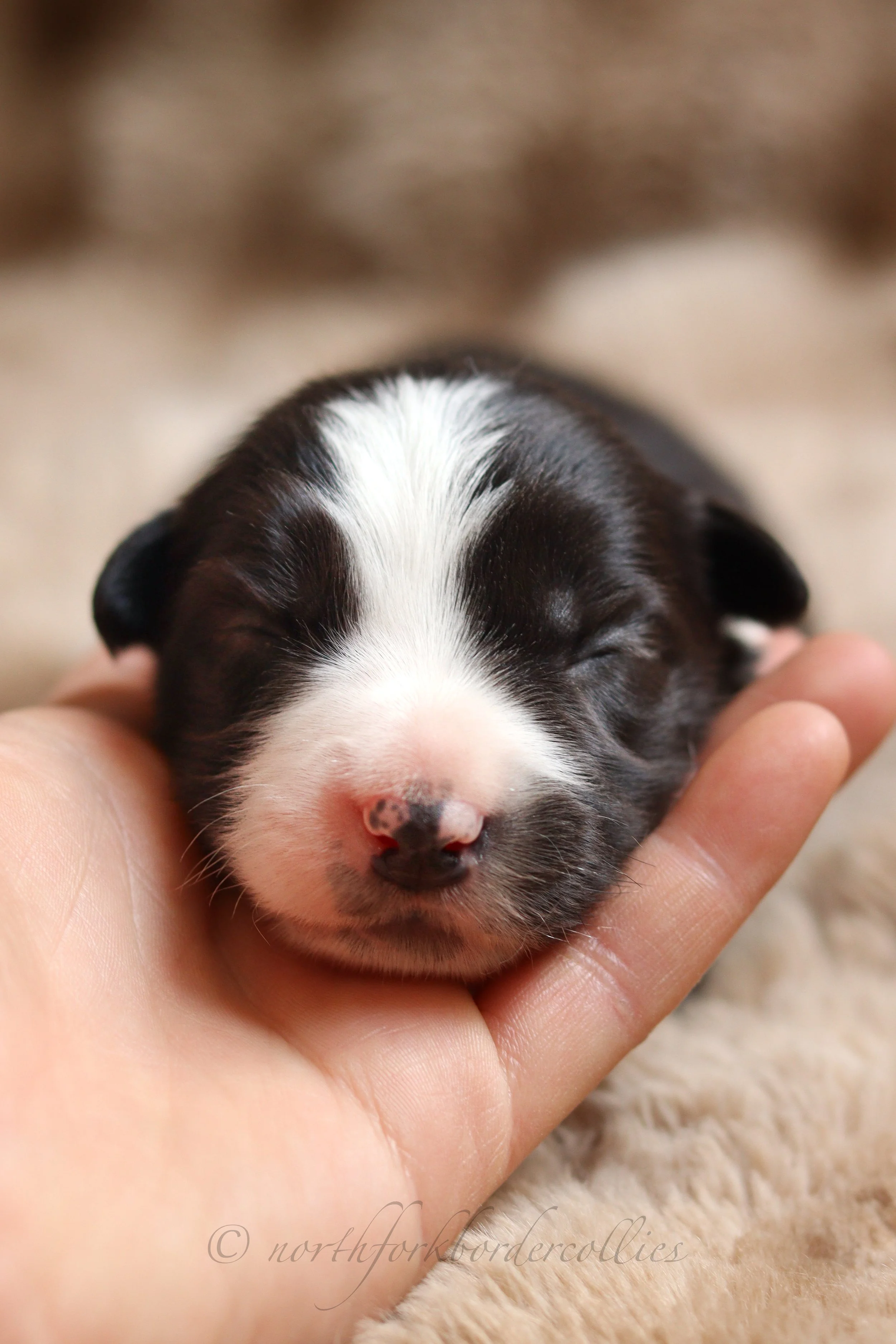 Sith - female - 1 week old