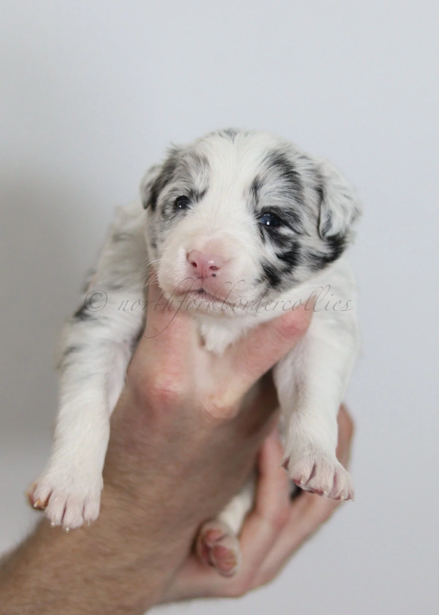 Thresh - blue merle male - 3 weeks old