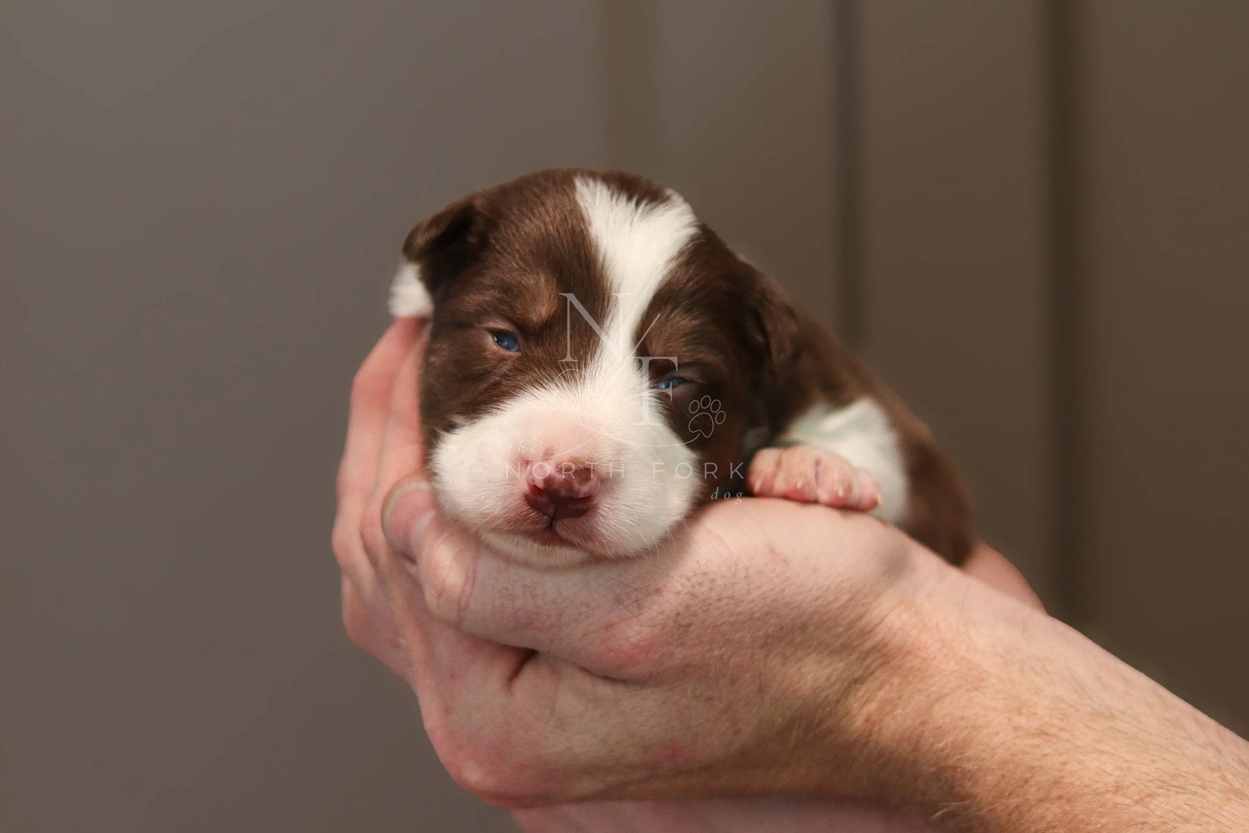 Two weeks old
