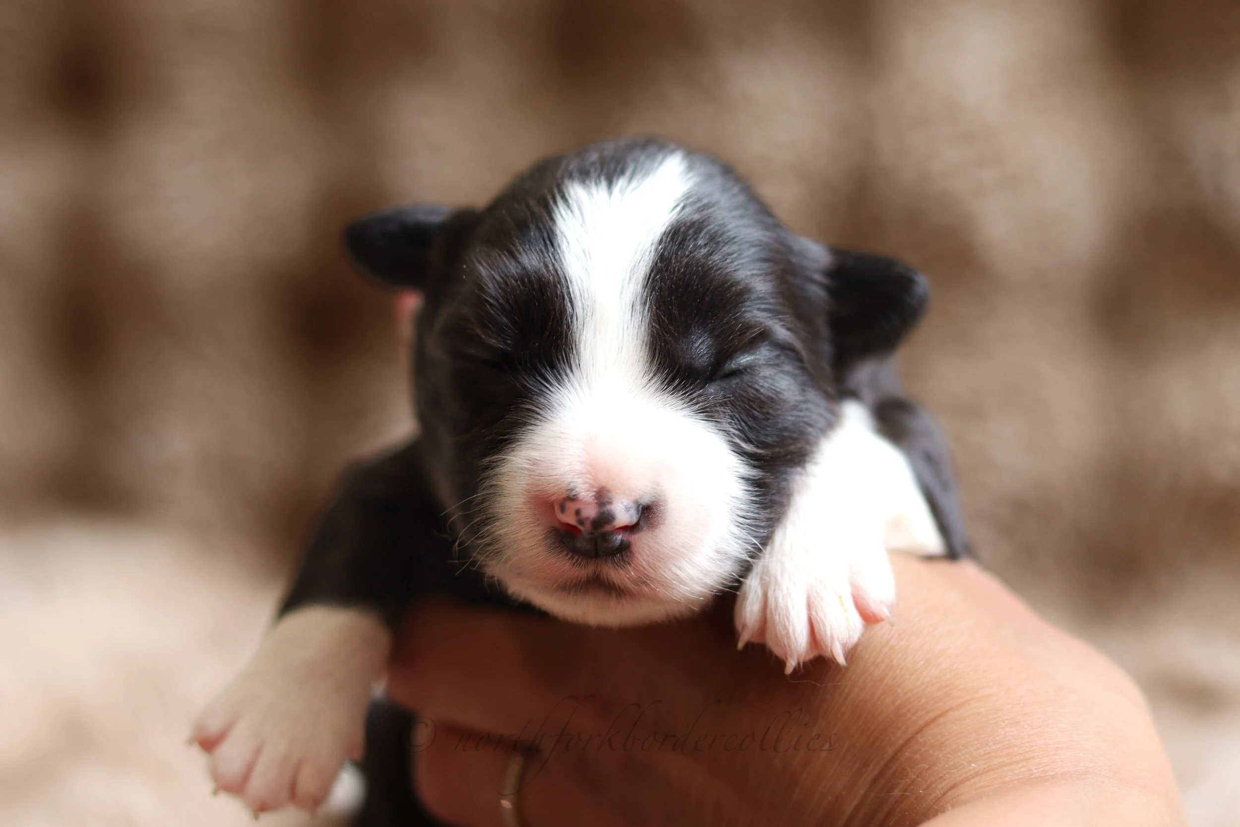 Rebel - female - 1 week old