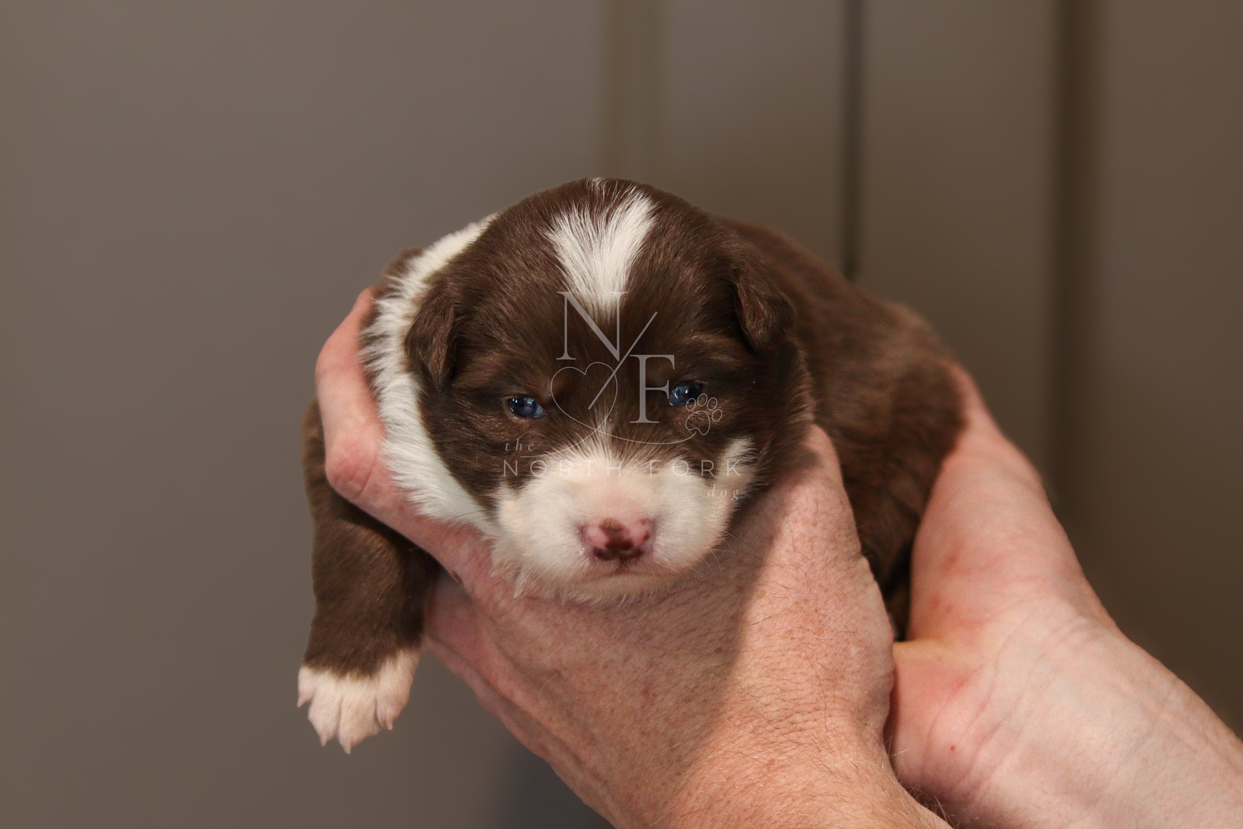 Two weeks old