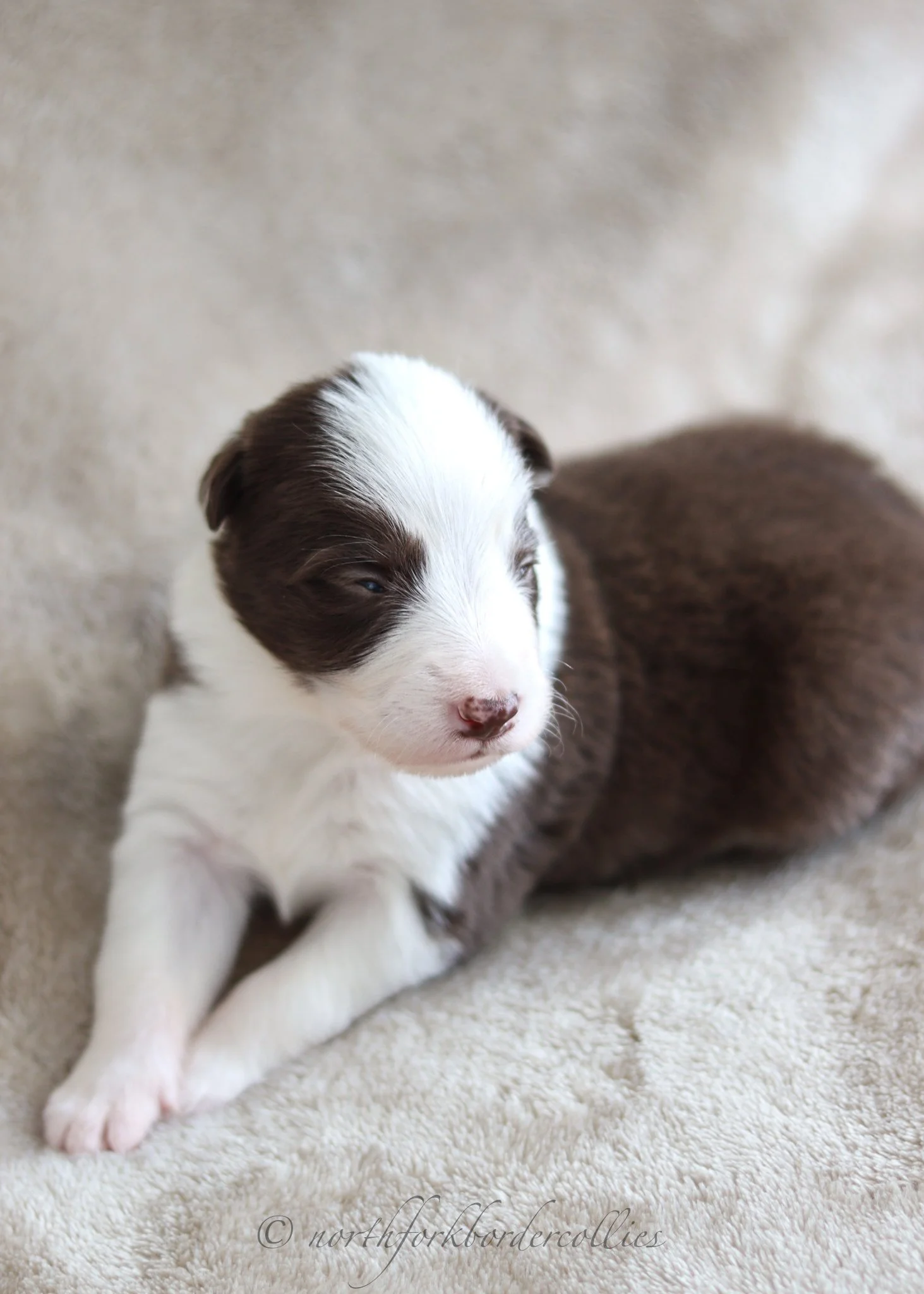 2 weeks old