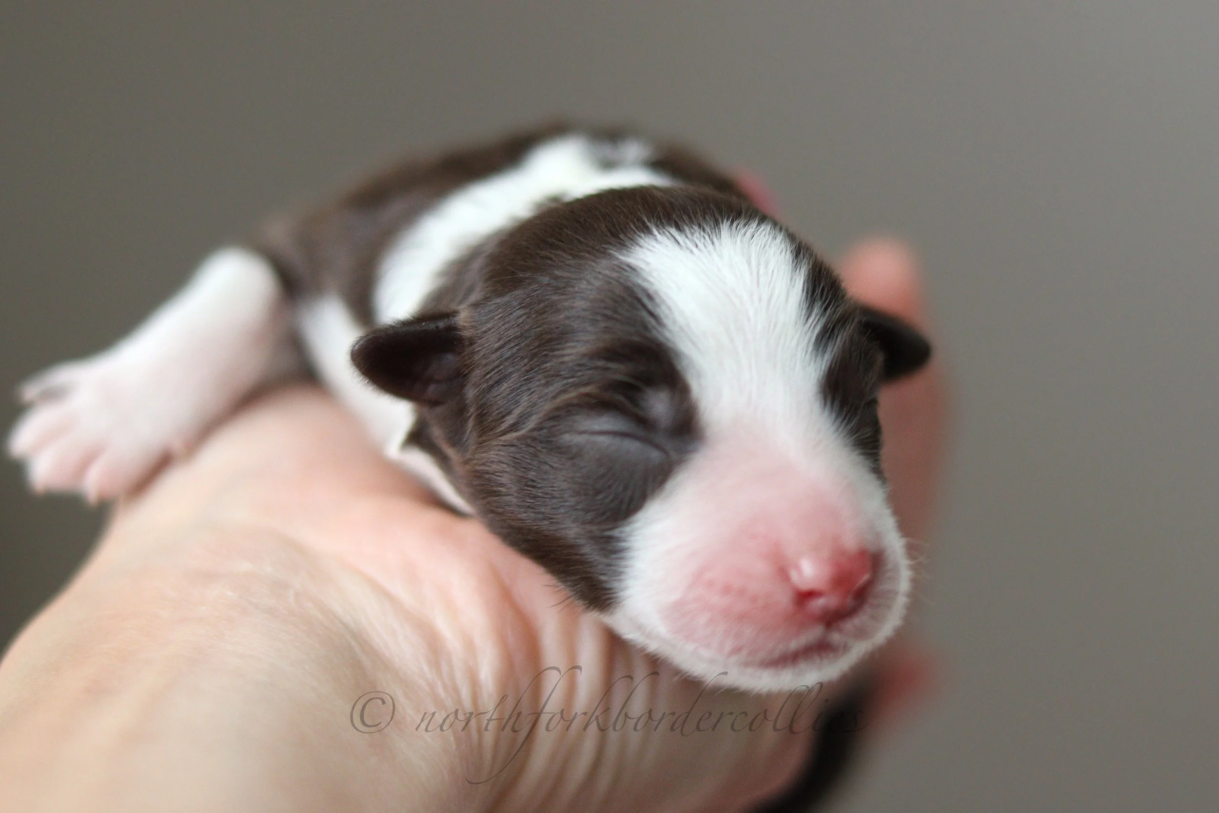 Jedi - female - 1 day old