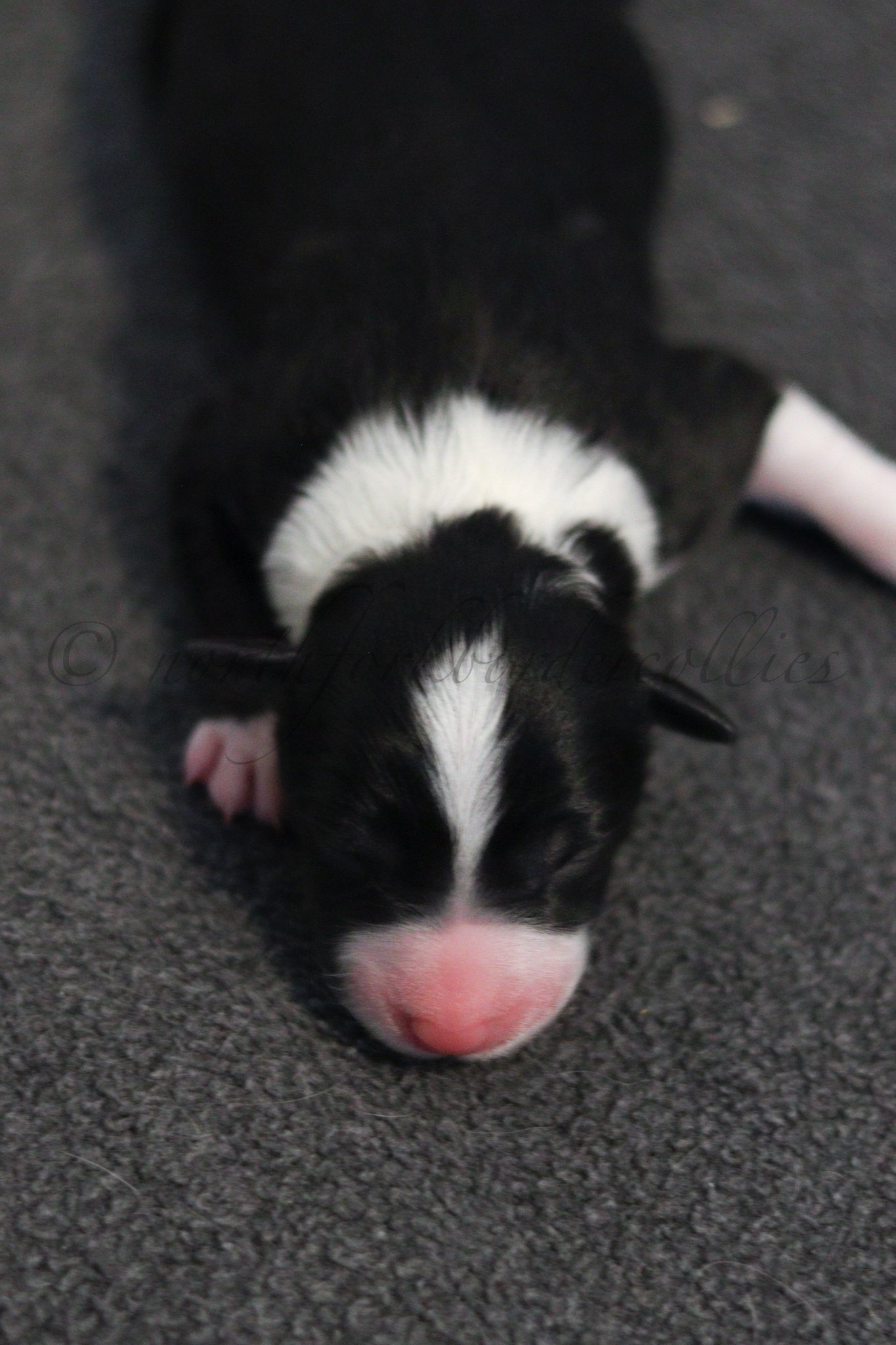Ashe - black and white female - 1 day old