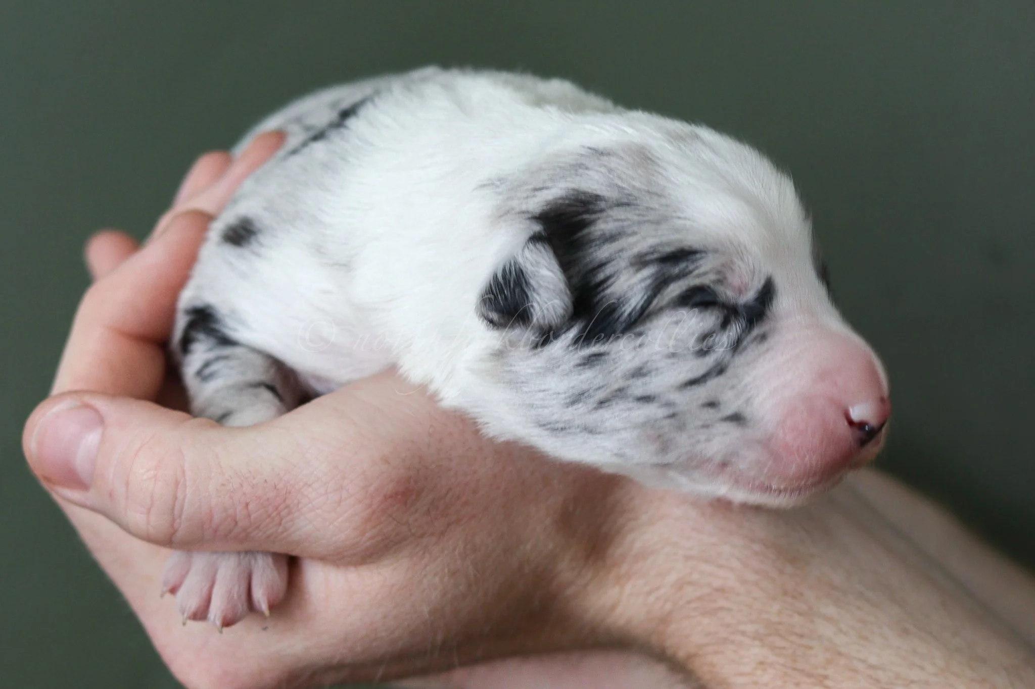Ryze - blue merle male - 1 week old