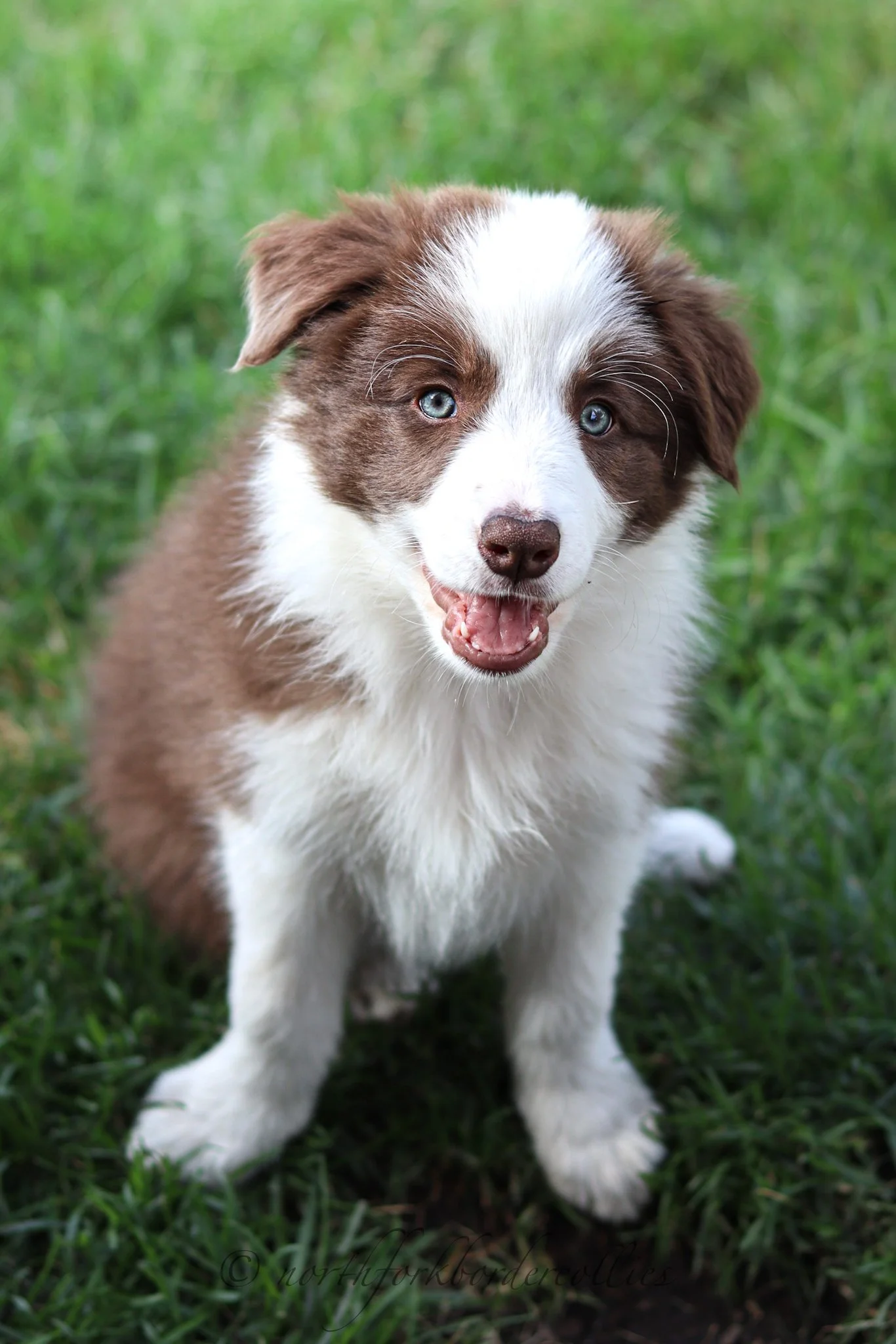 8 weeks old