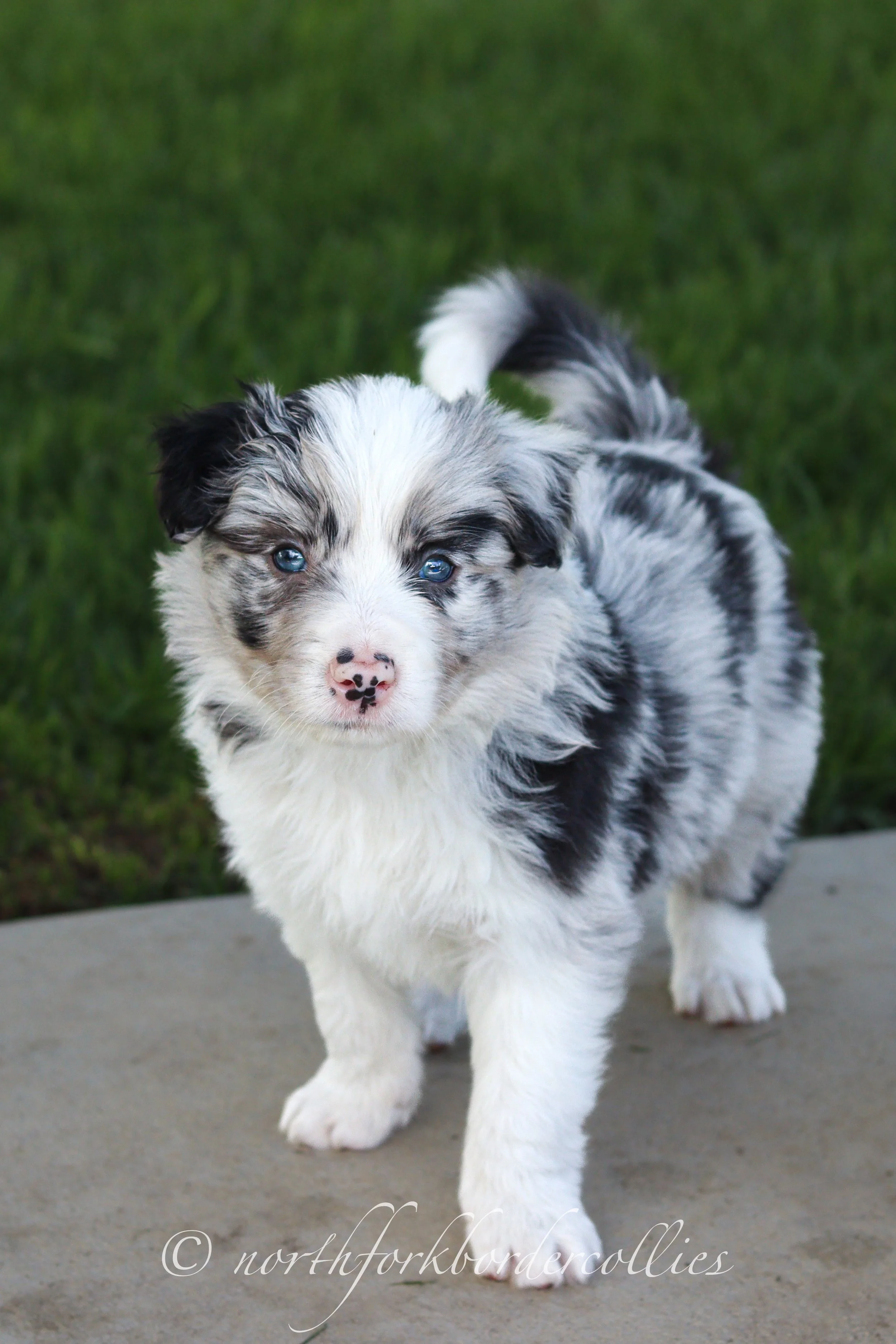 Saber - male - 5 weeks old