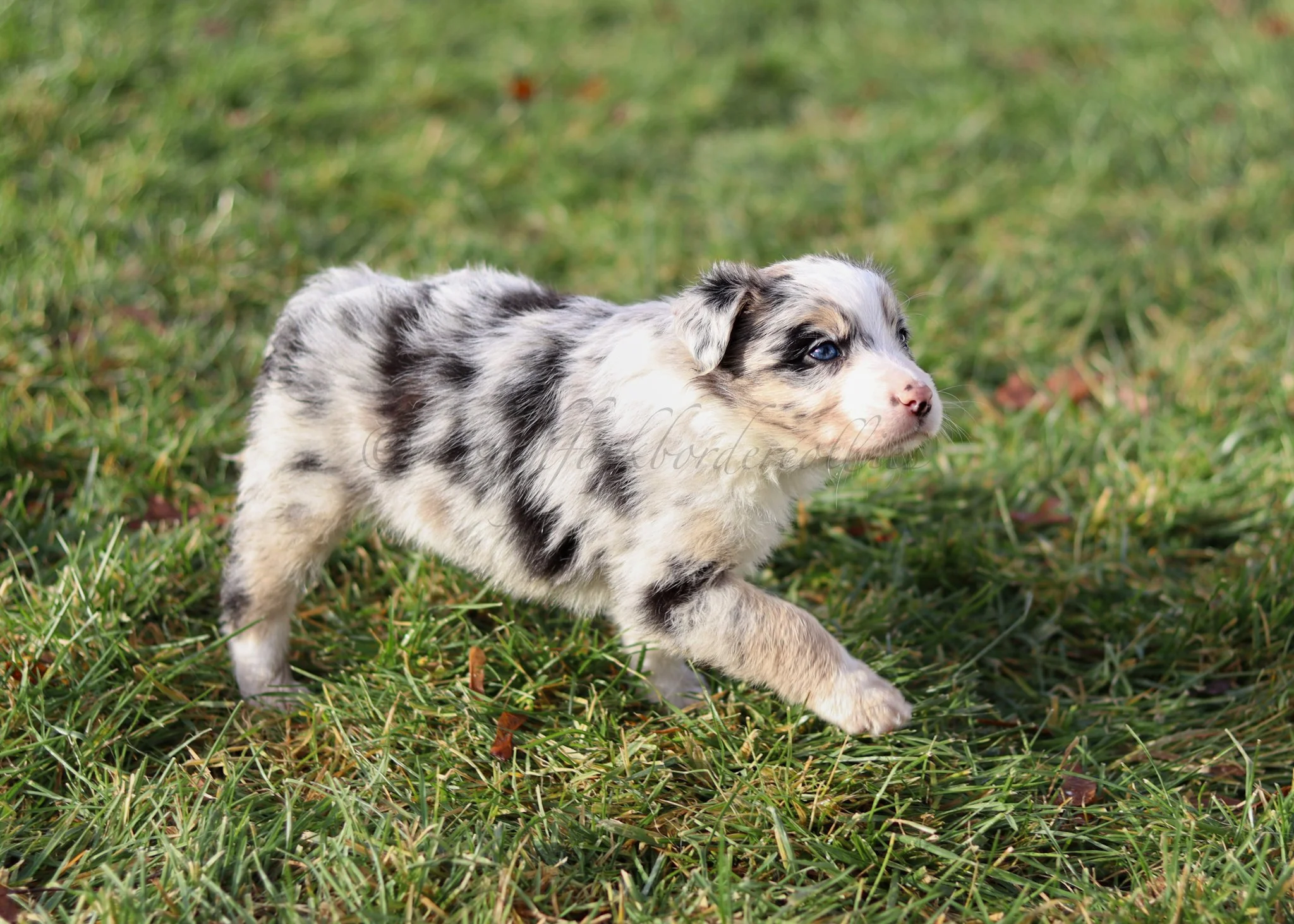 Ornn - blue merle tri male - 5 weeks old