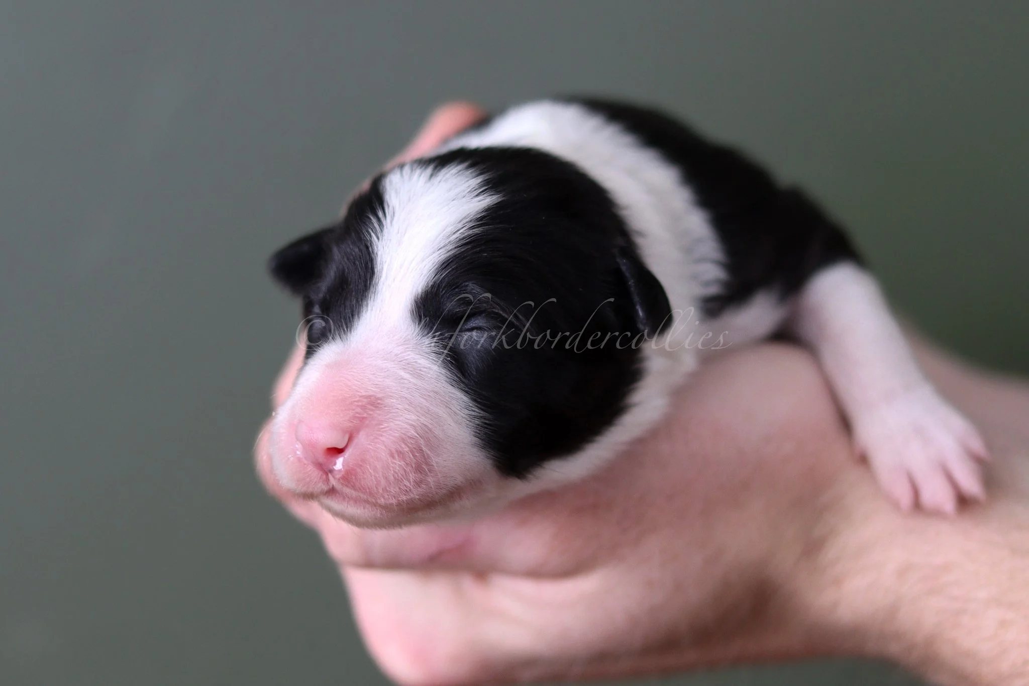 Jinx - black and white female - 1 week old