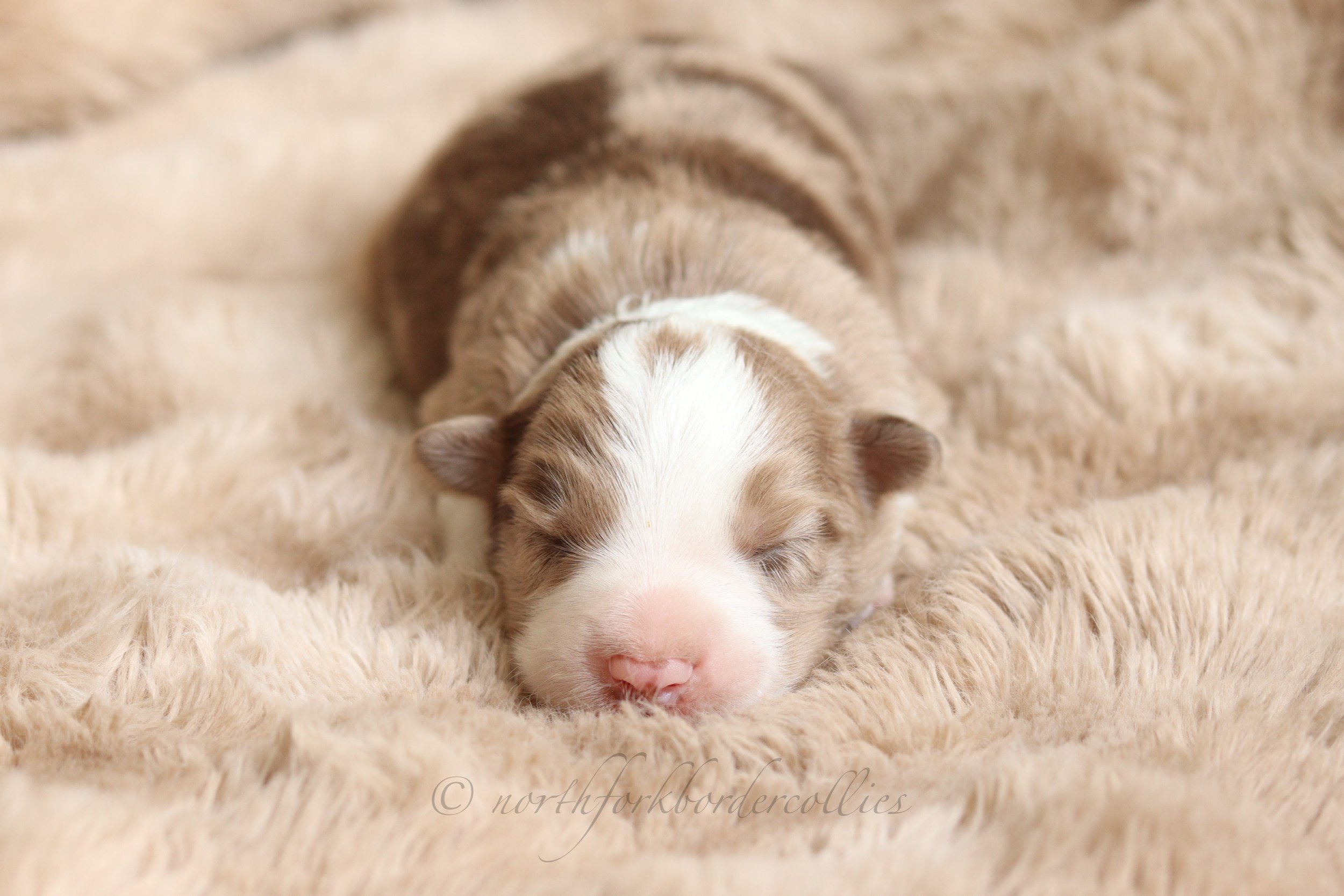 Falcon - male - 1 week old