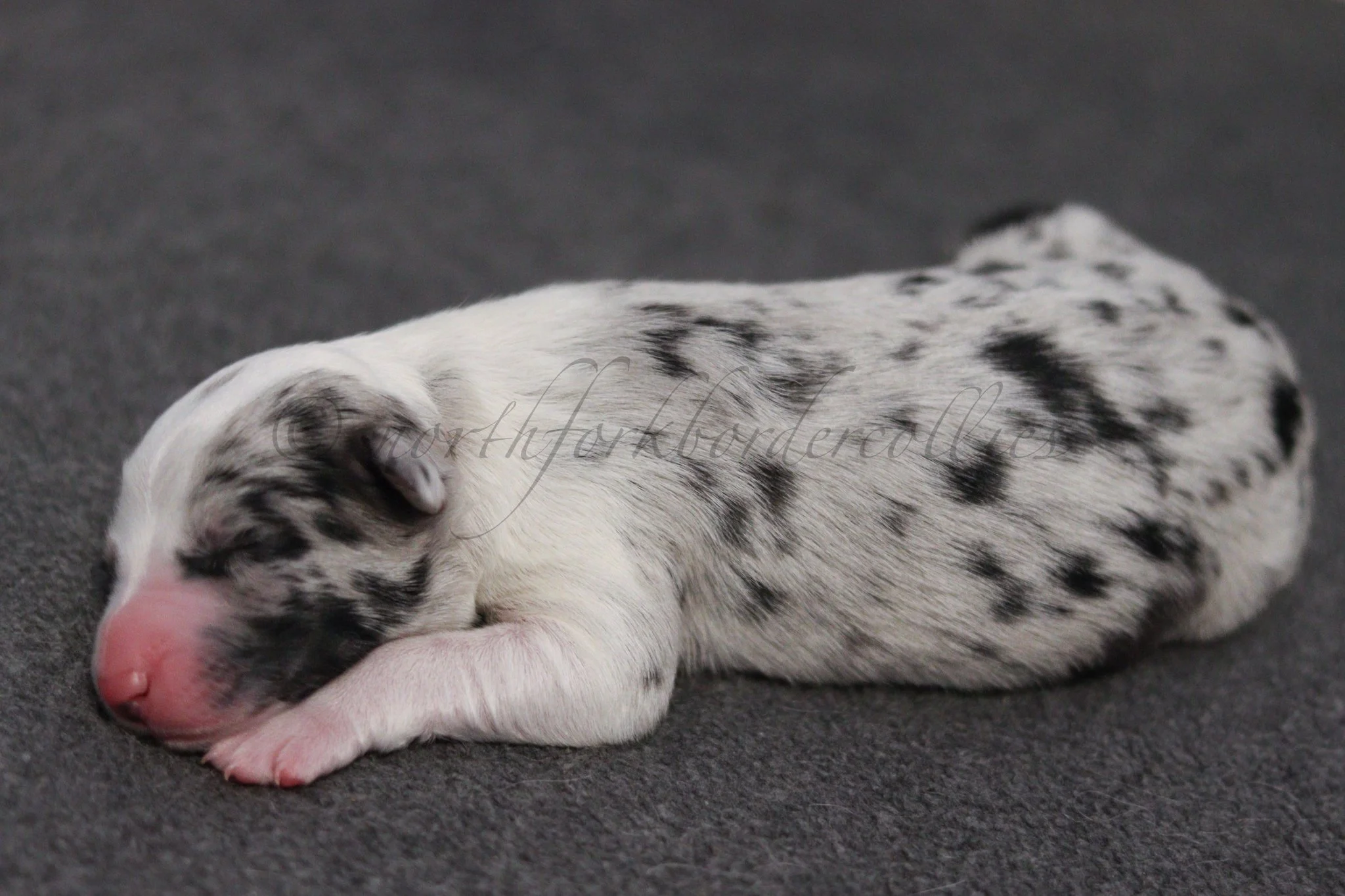 Ryze - blue merle male - 1 day old