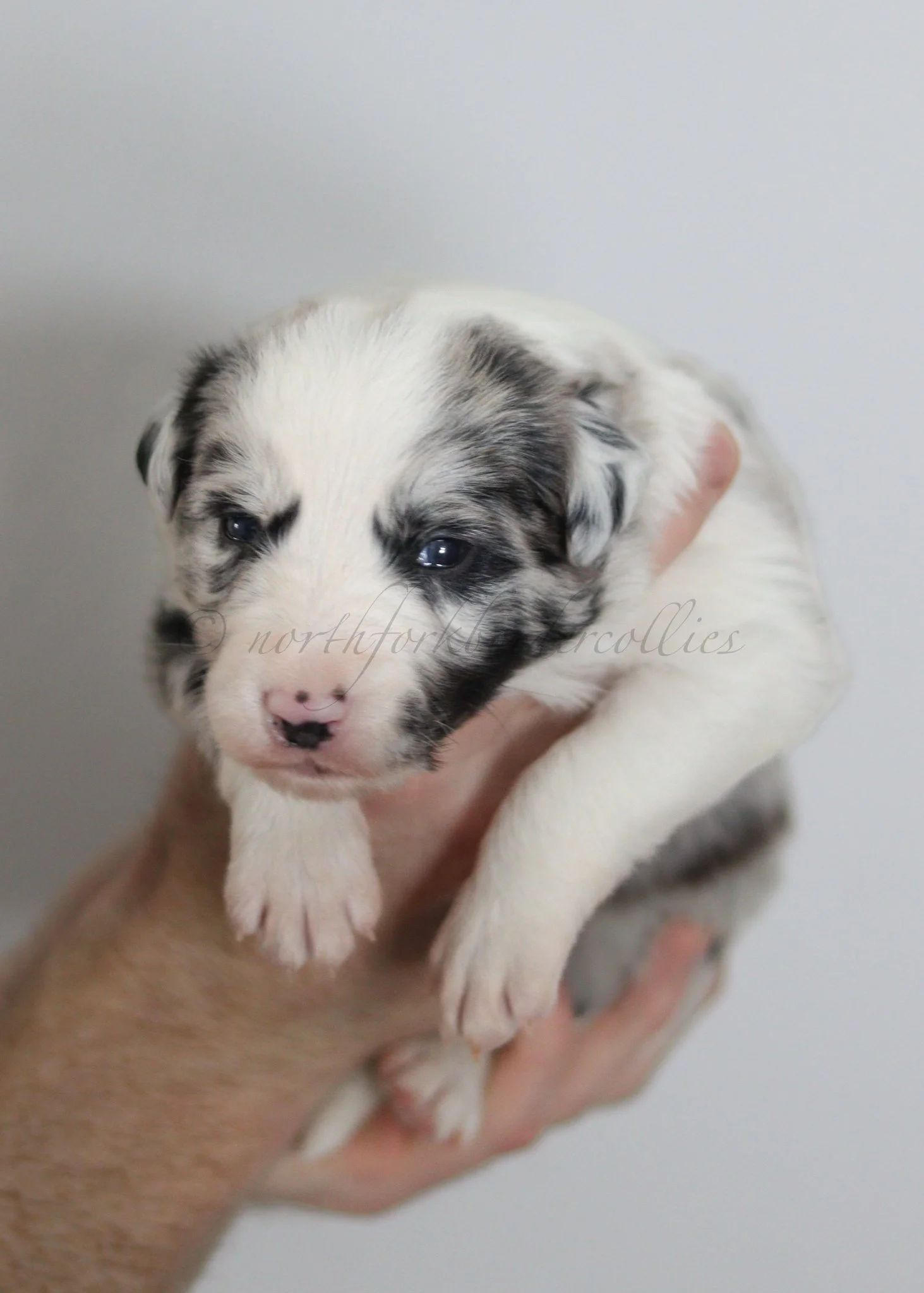 Ryze - blue merle male - 3 weeks old