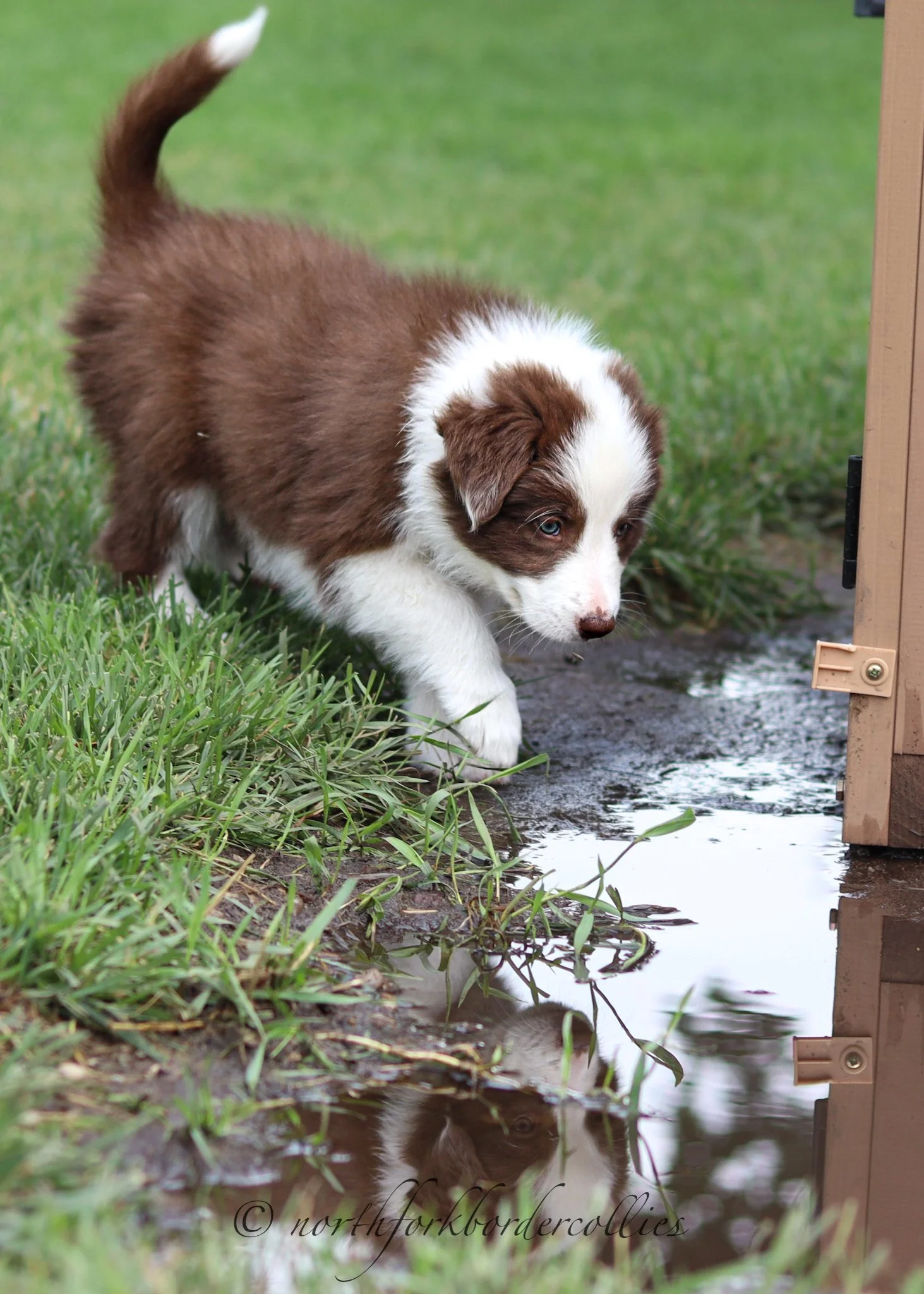 7 weeks old