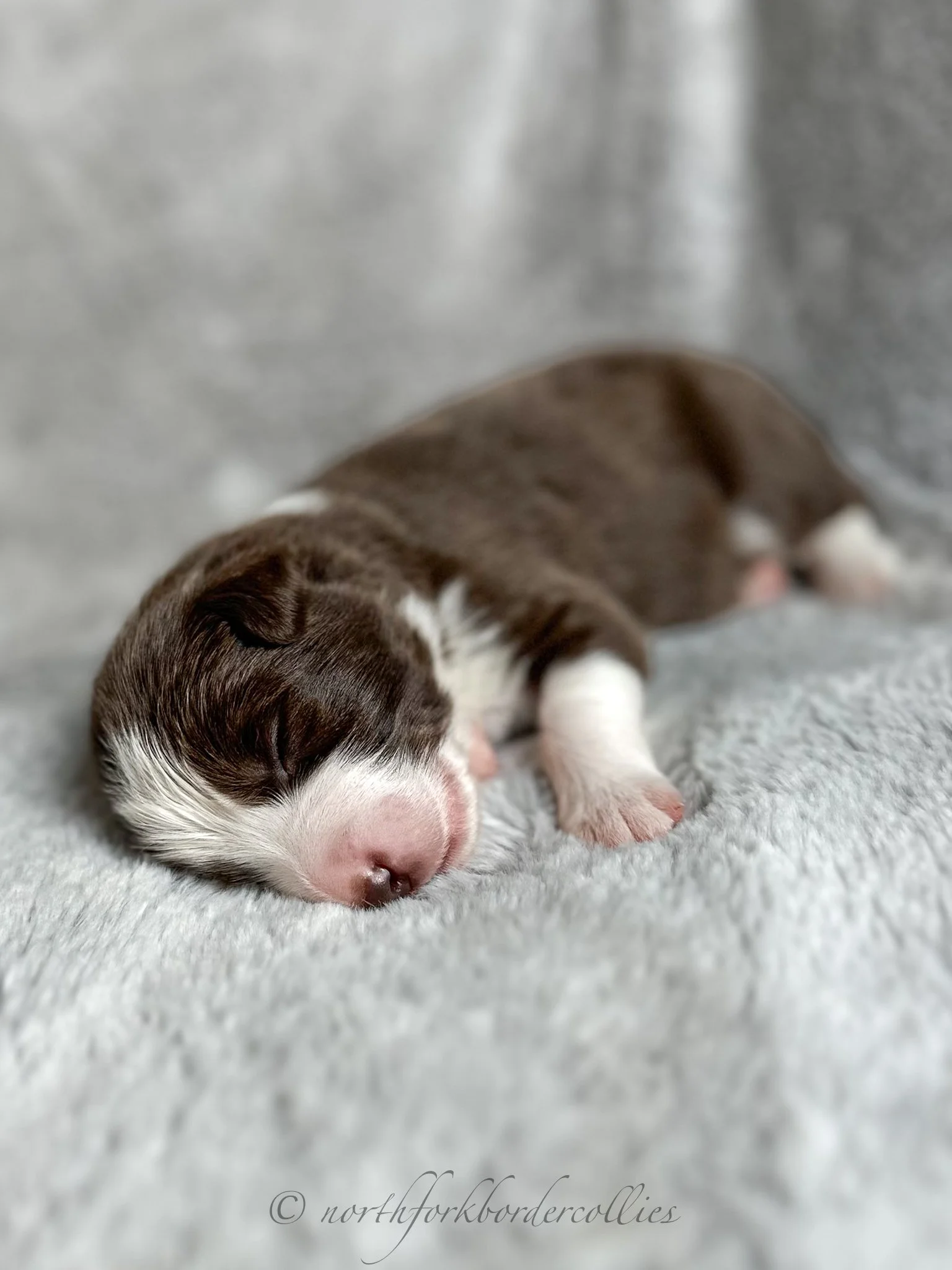1 week old