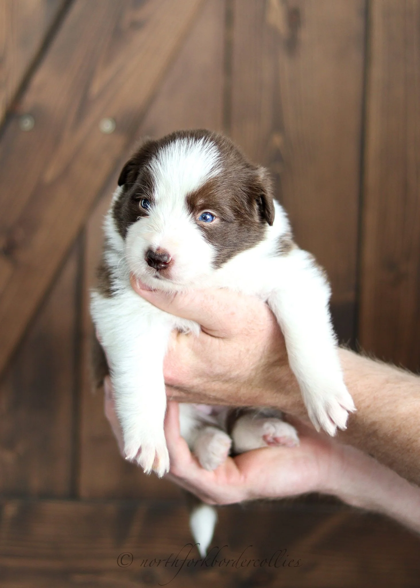 3 weeks old