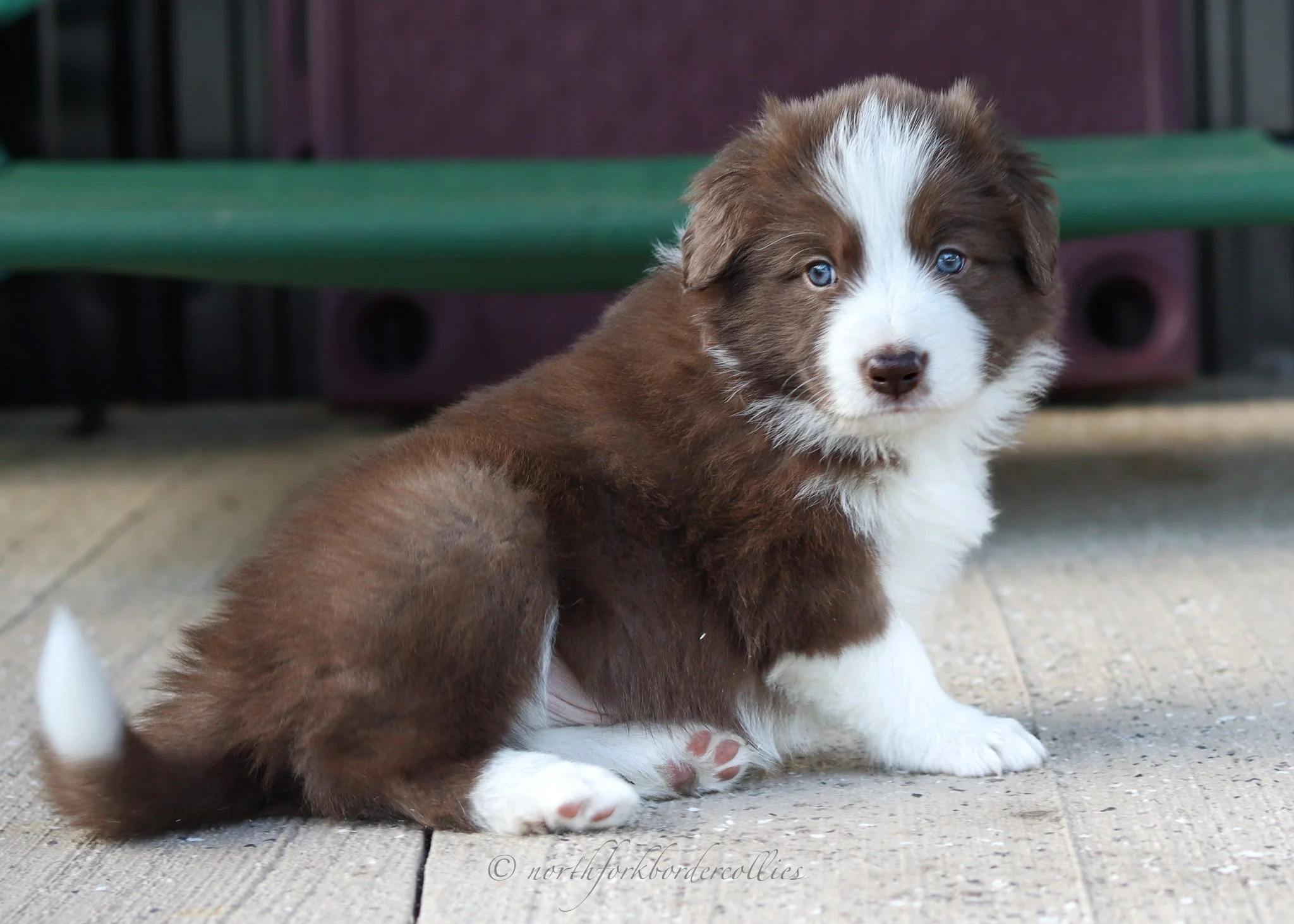 5 weeks old