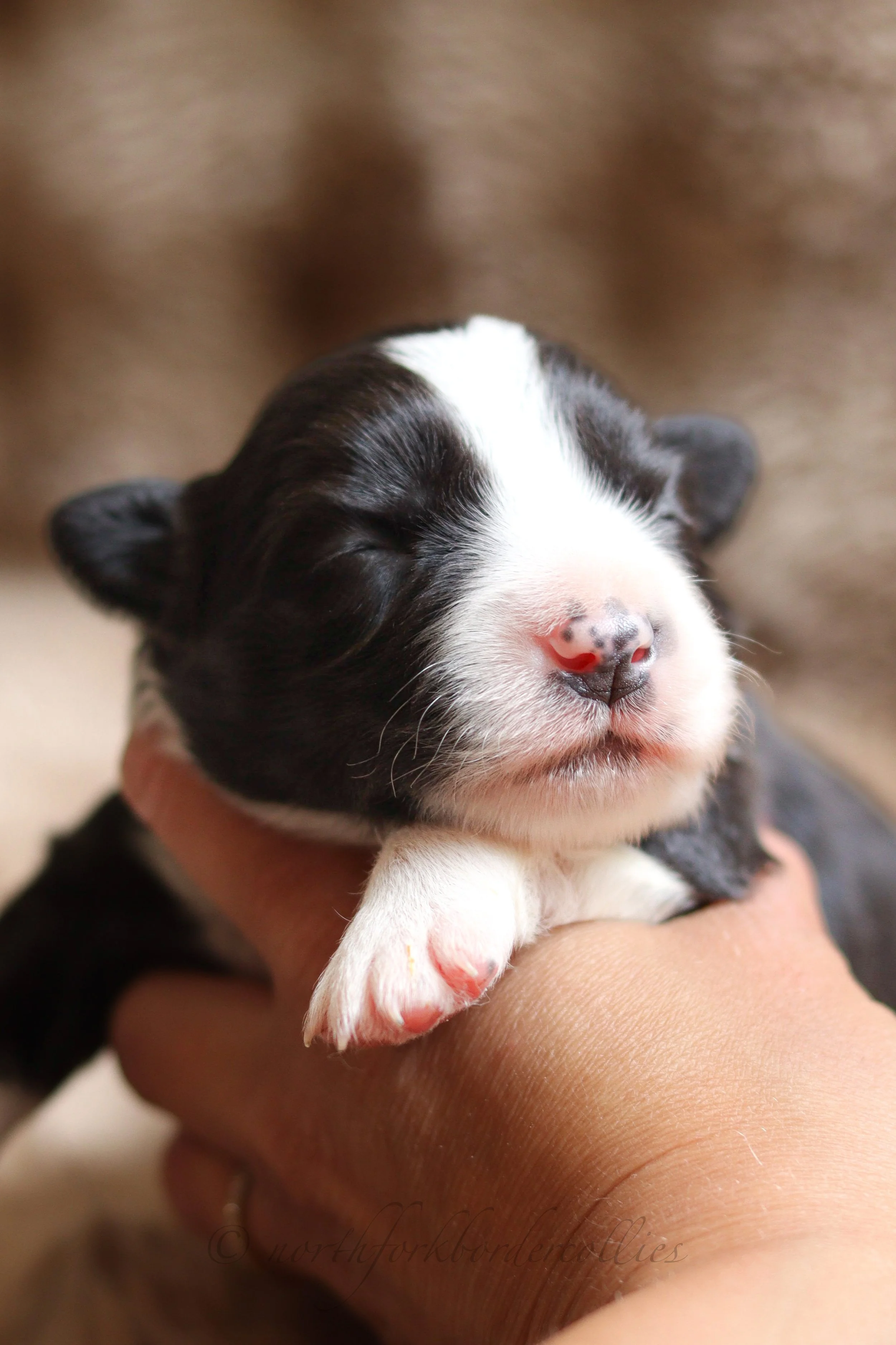 Rebel - female - 1 week old