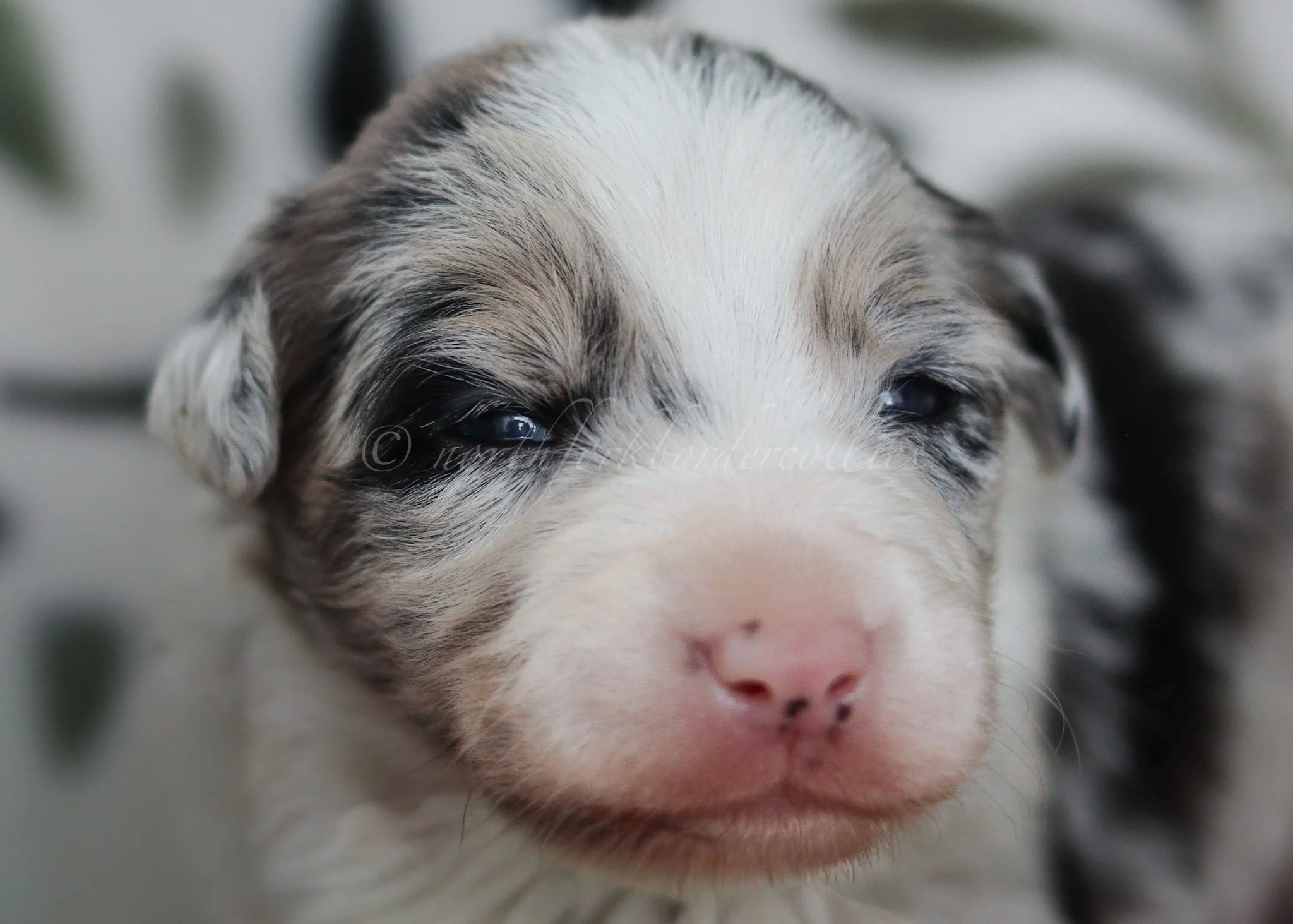 Ornn - blue merle tri male - 2 weeks old